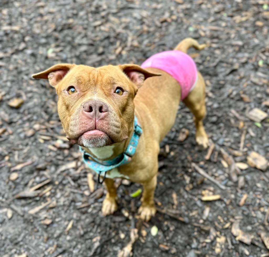 Enlarge Fiona, a Adoptable American Staffordshire Terrier in Ewing, NJ image 2/6