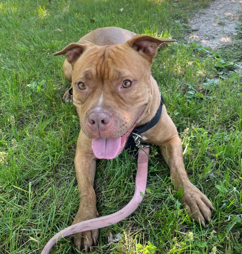 Fiona, Adoptable, Adult Female American Staffordshire Terrier.