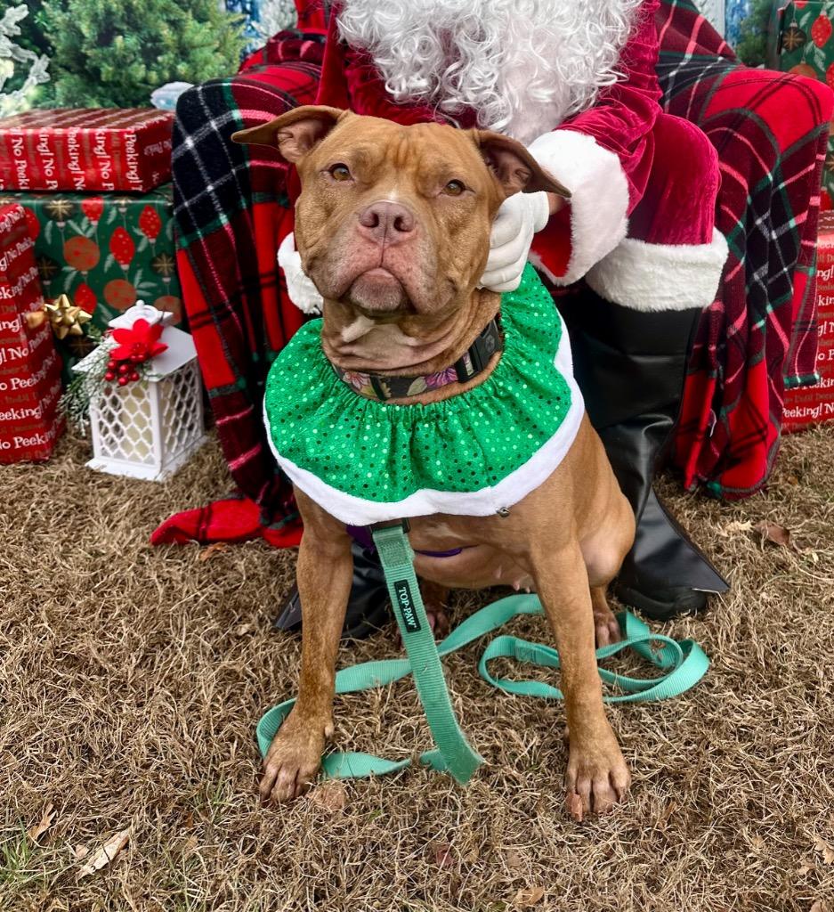 Fiona, Adoptable, Adult Female American Staffordshire Terrier.