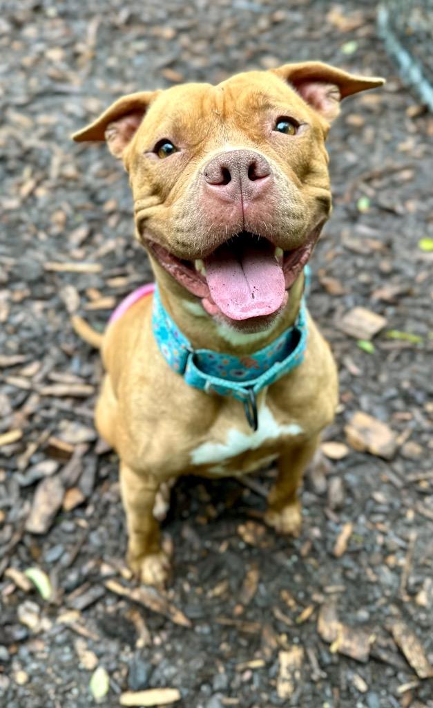 Fiona, a Adoptable American Staffordshire Terrier in Ewing, NJ image 2/6