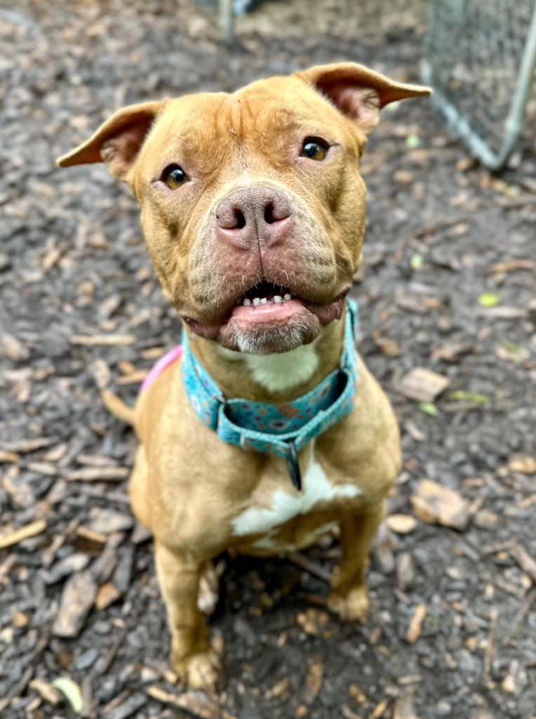 Enlarge Fiona, a Adoptable American Staffordshire Terrier in Ewing, NJ image 2/6