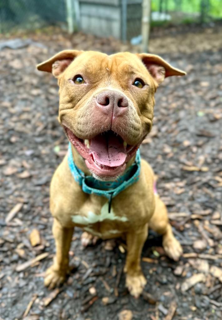 Enlarge Fiona, a Adoptable American Staffordshire Terrier in Ewing, NJ image 5/6