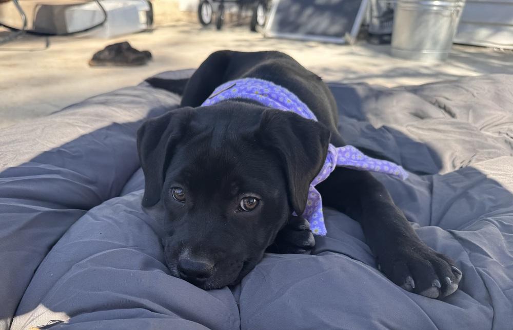 Cain / Wonton, Adoptable, Puppy Female Labrador Retriever & Terrier.