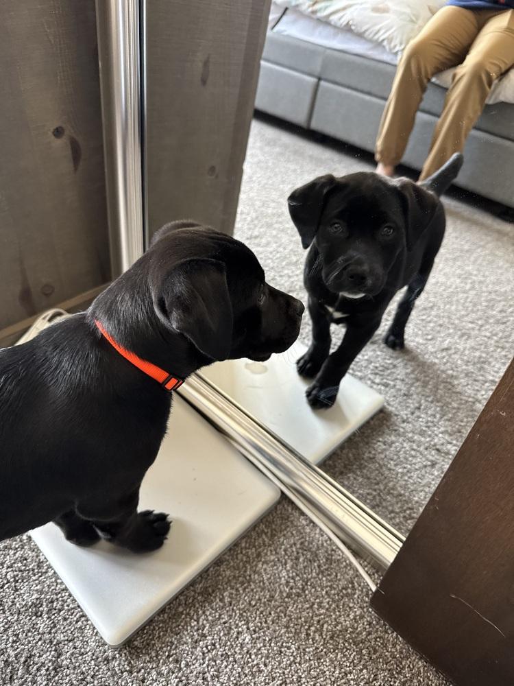 Cain / Wonton, a Adoptable mixed breed in Broomfield, CO image 2/6