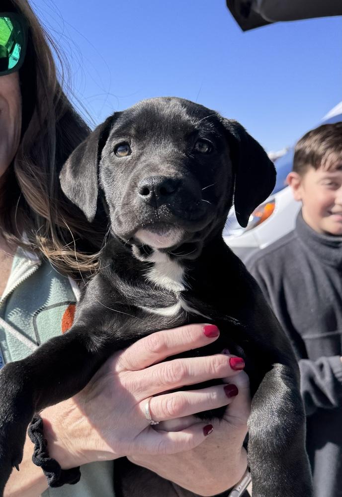 Cain / Wonton, a Adoptable mixed breed in Broomfield, CO image 3/6