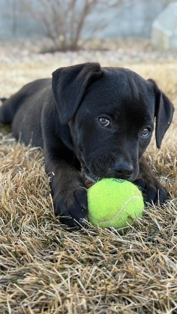 Cain / Wonton, a Adoptable mixed breed in Broomfield, CO image 4/6