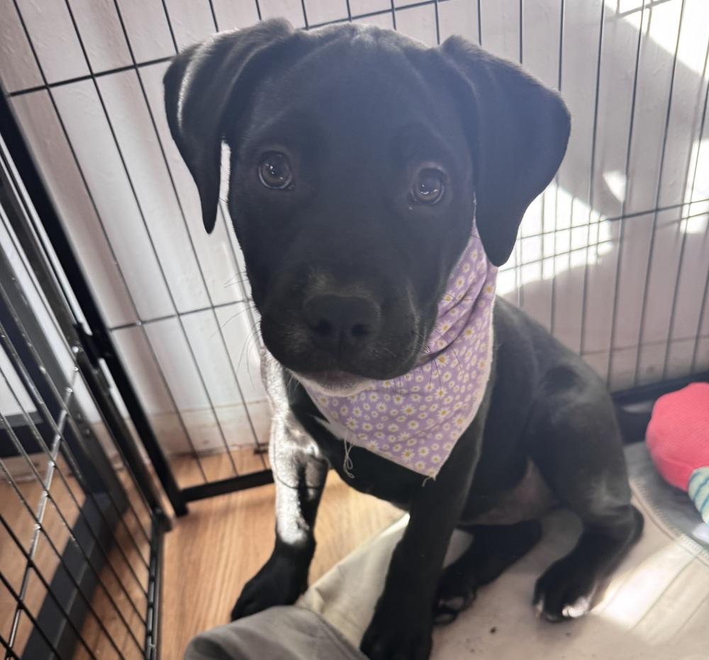 Enlarge Cain / Wonton, a Adopted mixed breed in Broomfield, CO image 5/6