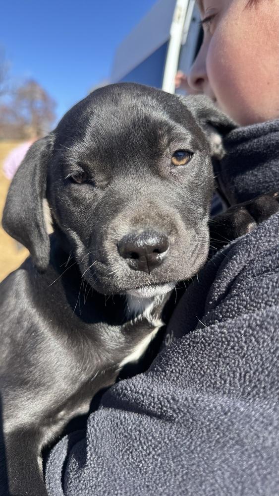 Cain / Wonton, a Adoptable mixed breed in Broomfield, CO image 5/6