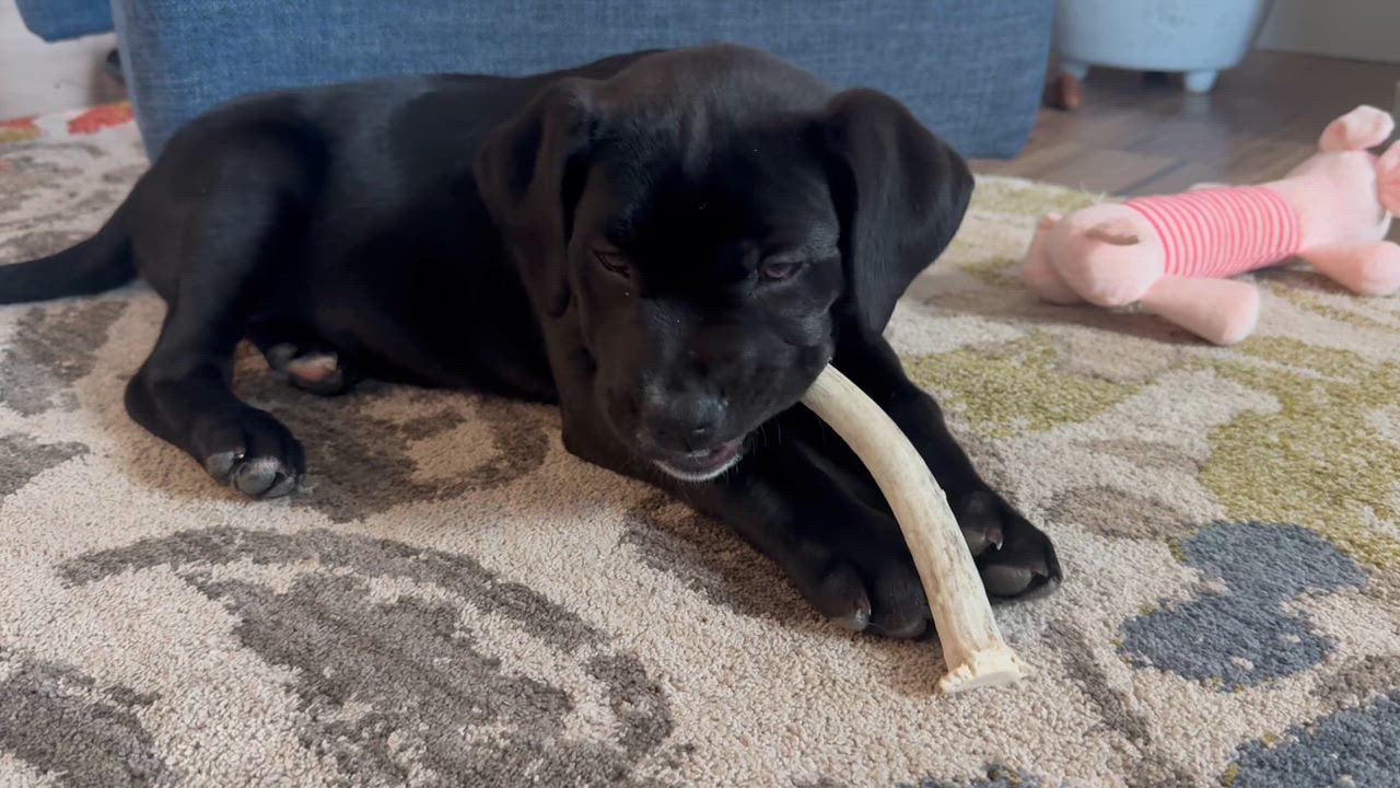 Enlarge Cain / Wonton, a Adoptable mixed breed in Broomfield, CO video 6/6