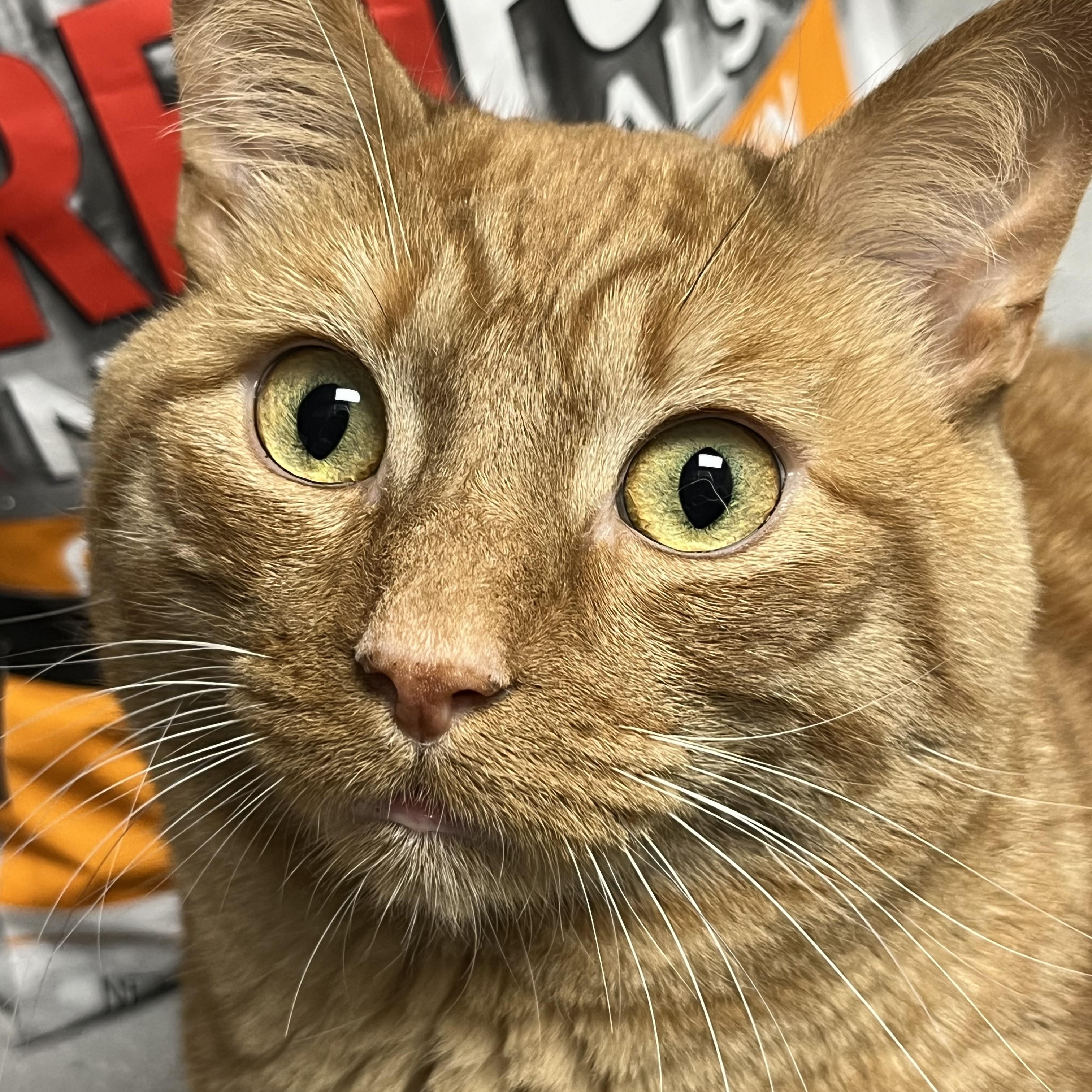 Enlarge Milo, a ADOPTABLE mixed breed in Mendham, NJ image 1/3