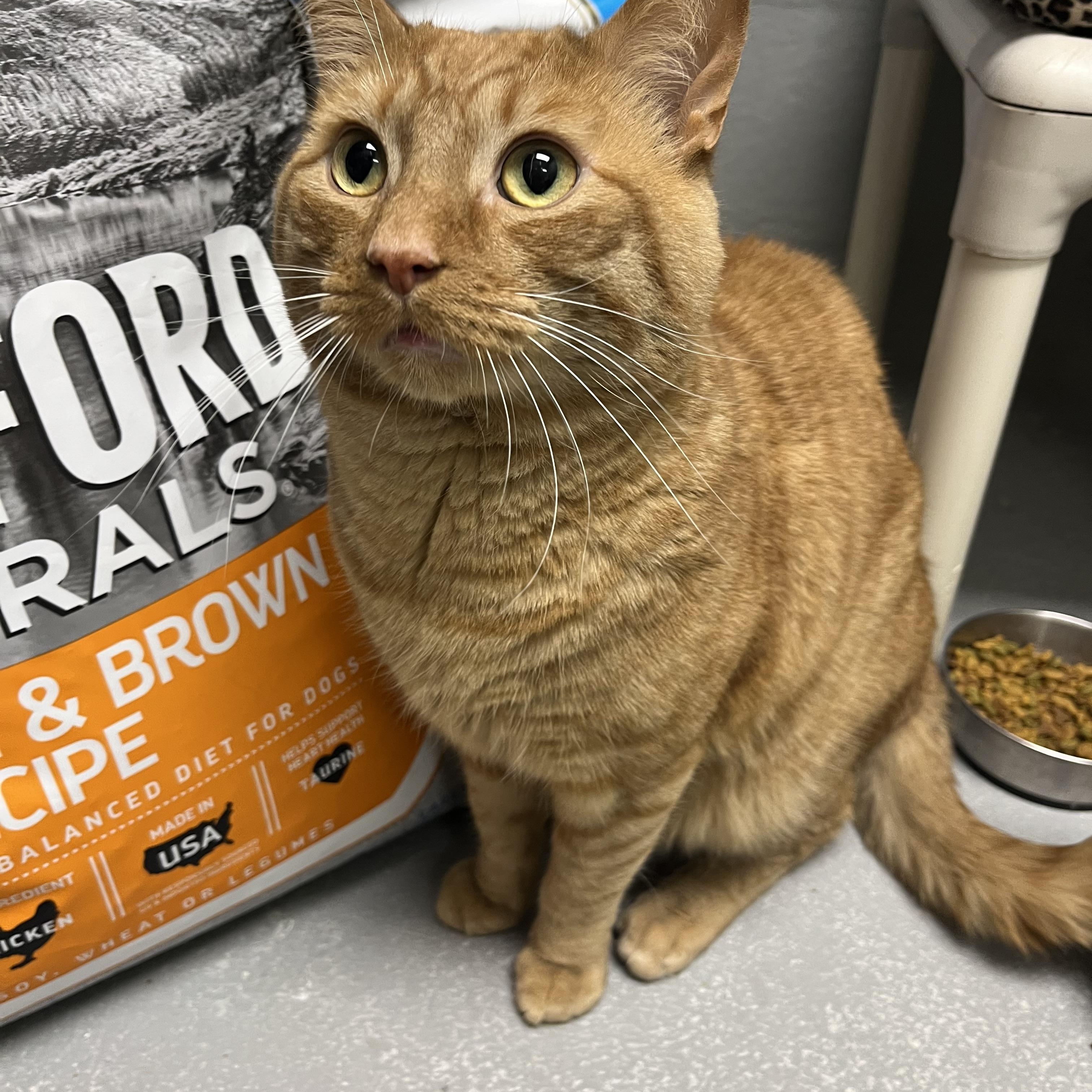 Enlarge Milo, a ADOPTABLE mixed breed in Mendham, NJ image 3/3