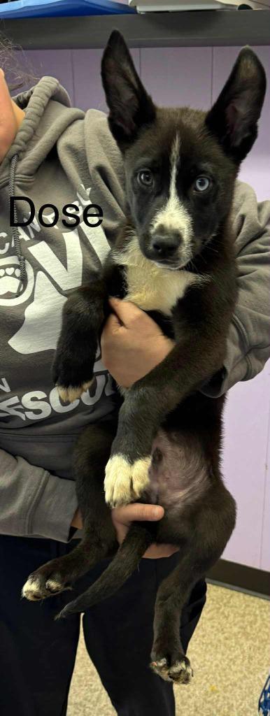 Enlarge Dose, a Adoptable mixed breed in Utica, MI image 2/2