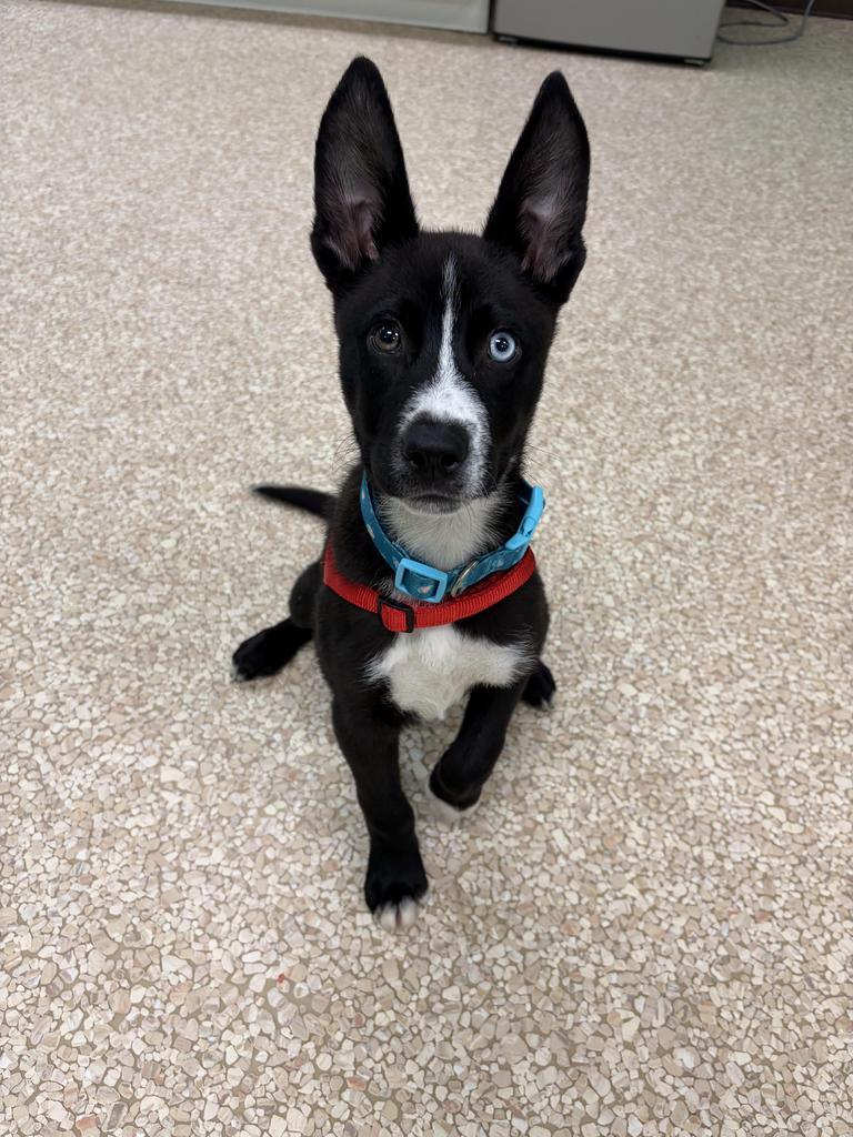 Enlarge Dose, a Adoptable mixed breed in Utica, MI image 2/2