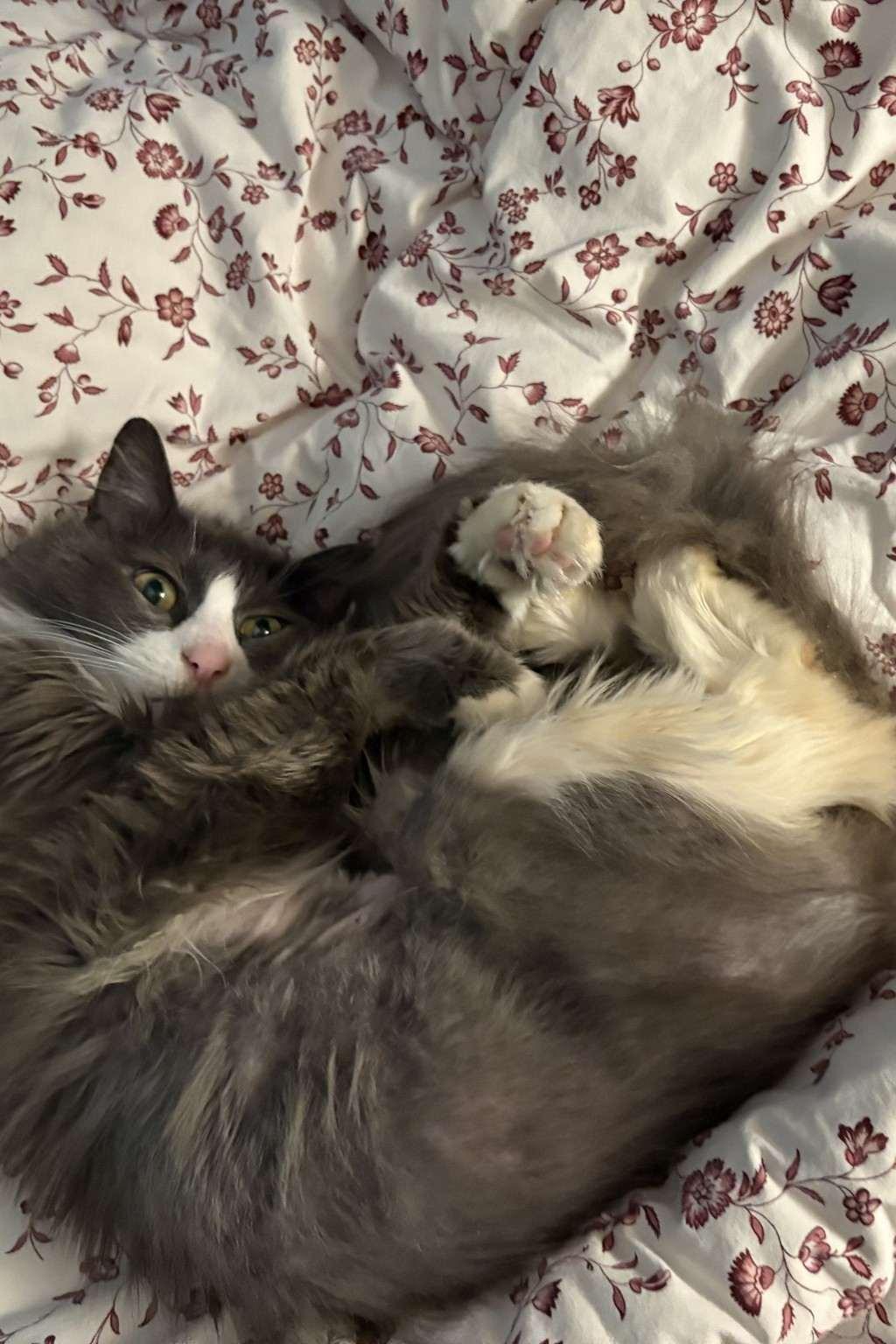 Eleanor, ADOPTABLE, Senior Female Domestic Medium Hair.