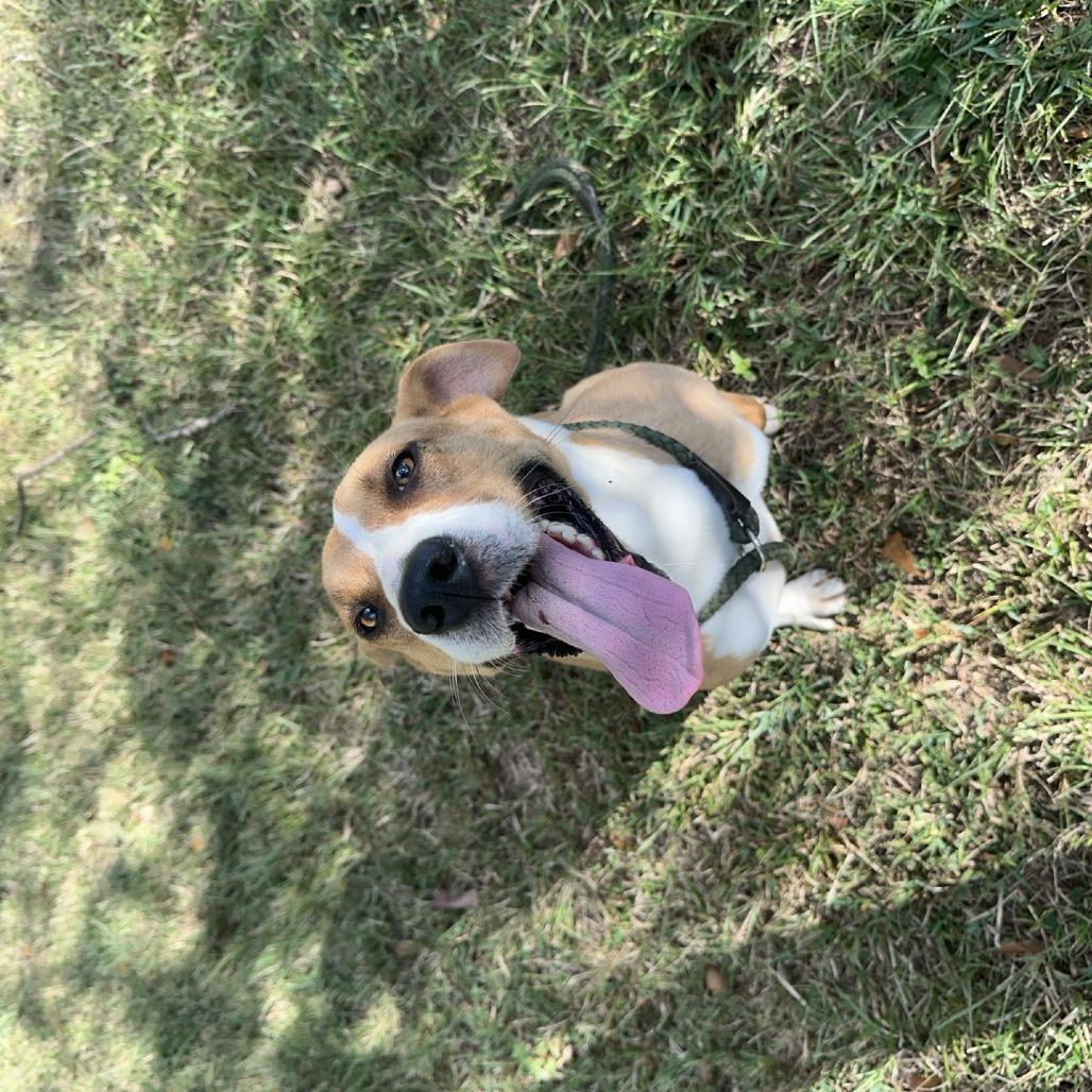 Enlarge Curlie, a ADOPTABLE mixed breed in Orangeburg, SC image 1/1