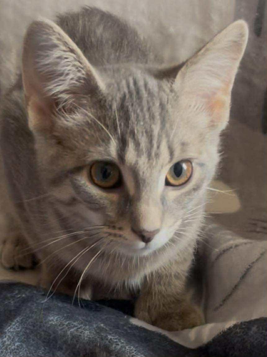 Lillie, a Adopted Domestic Short Hair in Dalzell, IL image 1/2