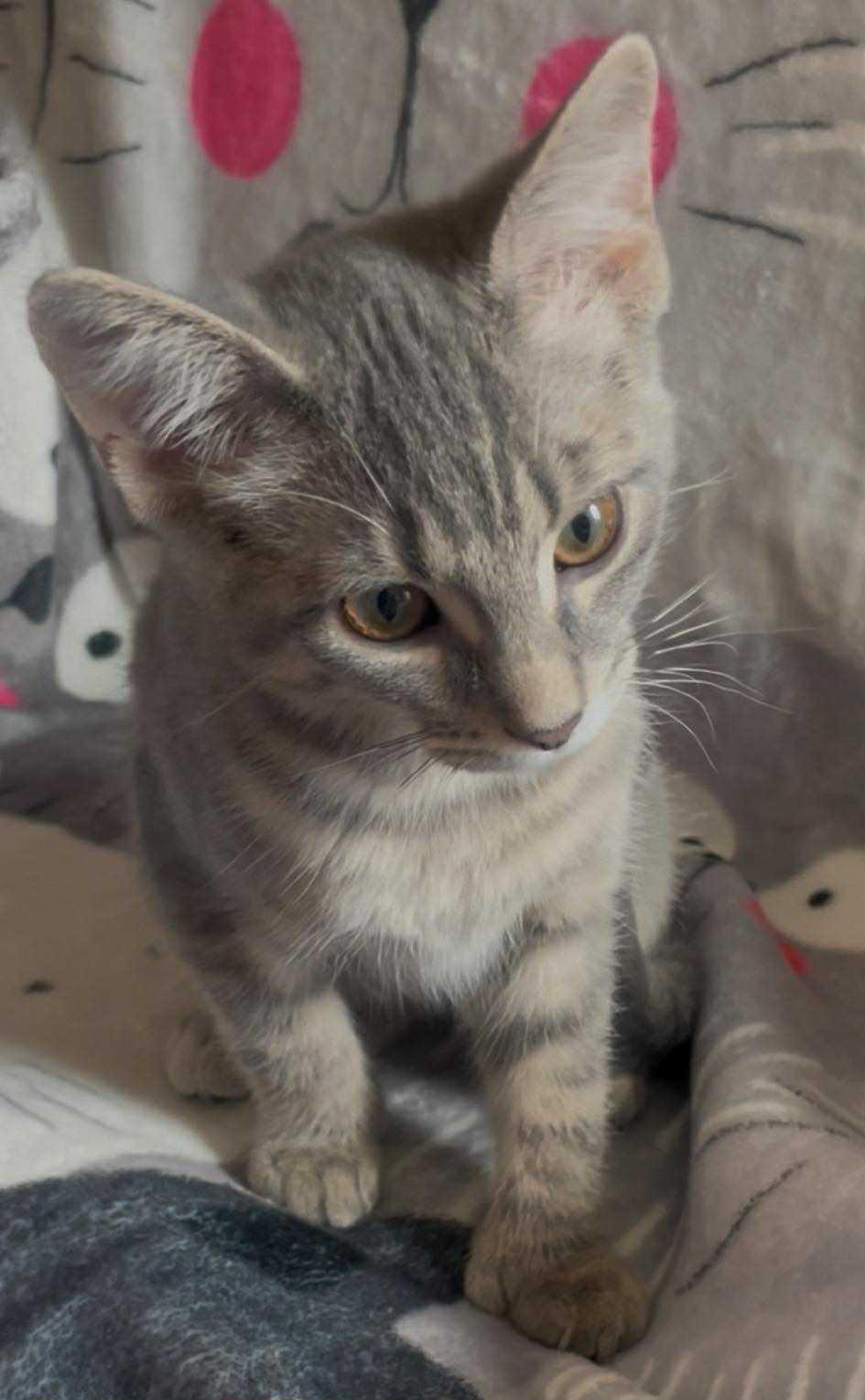 Lillie, a Adopted Domestic Short Hair in Dalzell, IL image 2/2