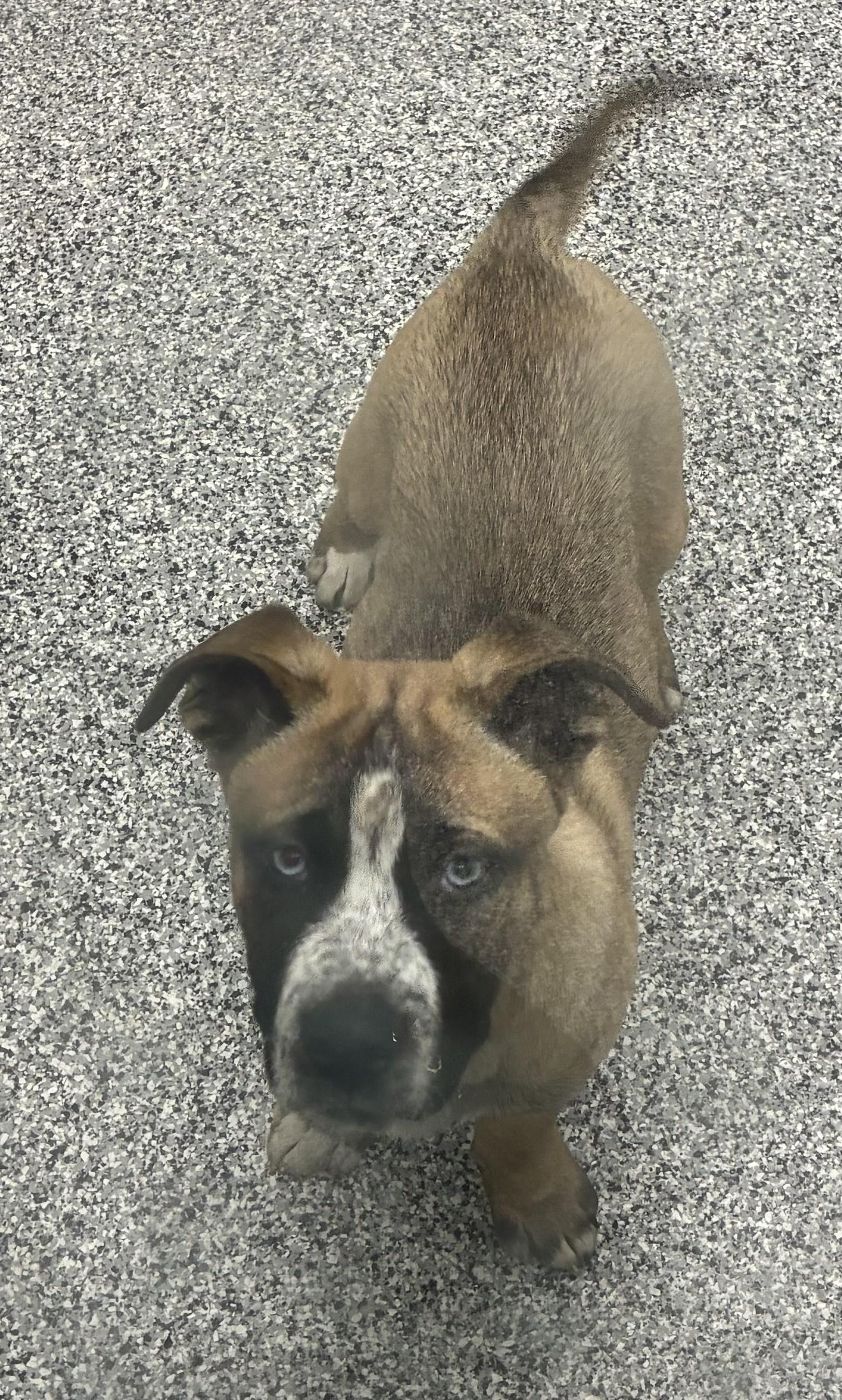 Zander 26-0011/K9, Adoptable, Young Male Husky & Pit Bull Terrier.