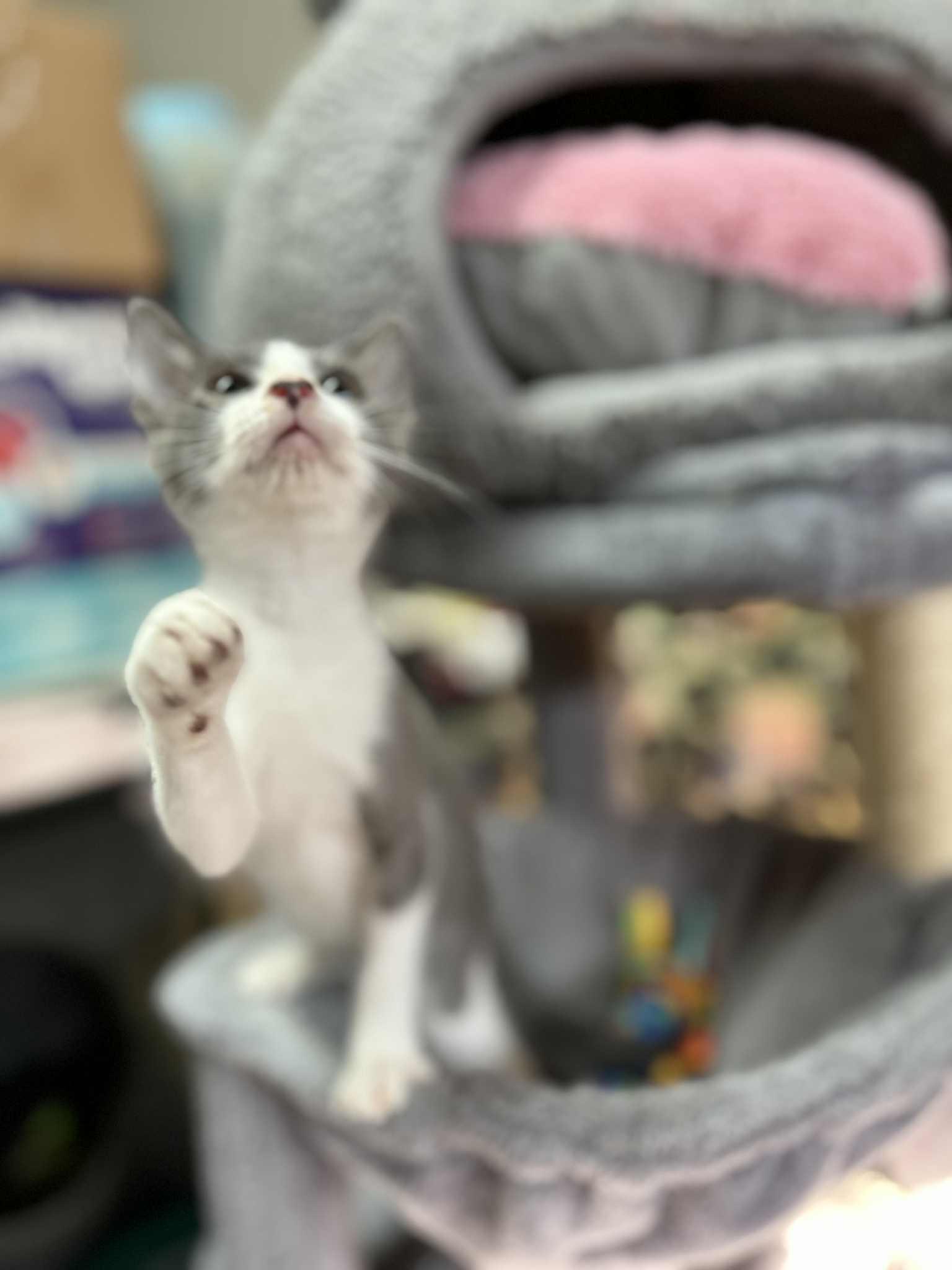 Orca, a Adoptable Domestic Short Hair in Wilmington, NC image 5/6