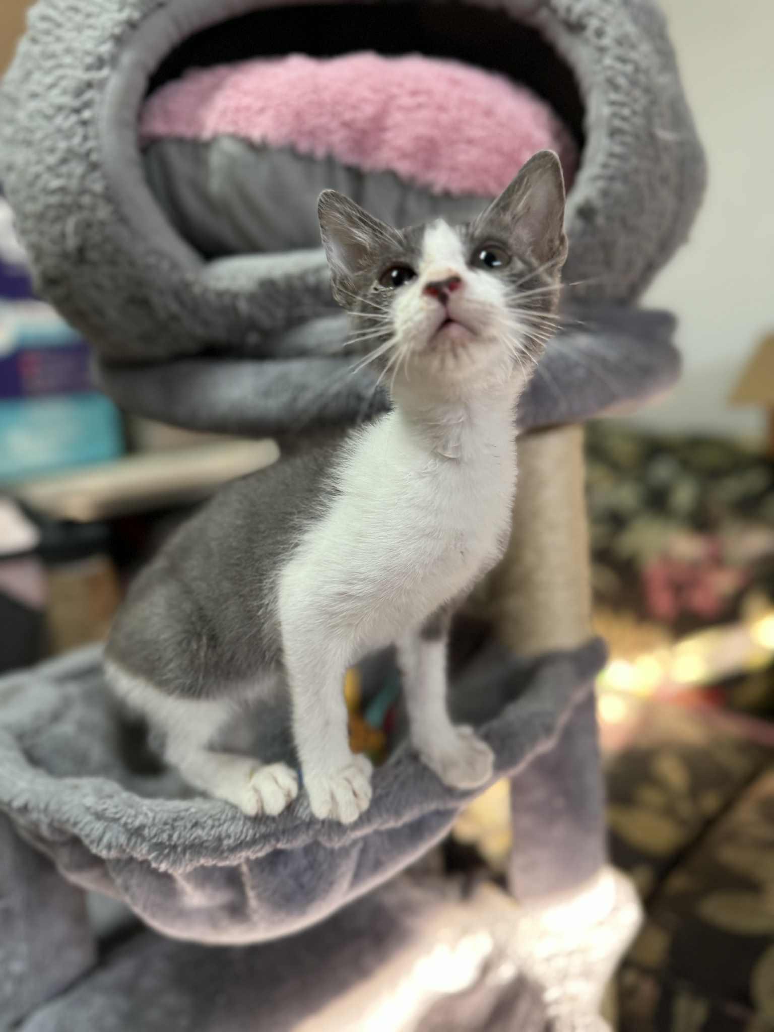 Orca, a Adoptable Domestic Short Hair in Wilmington, NC image 3/6