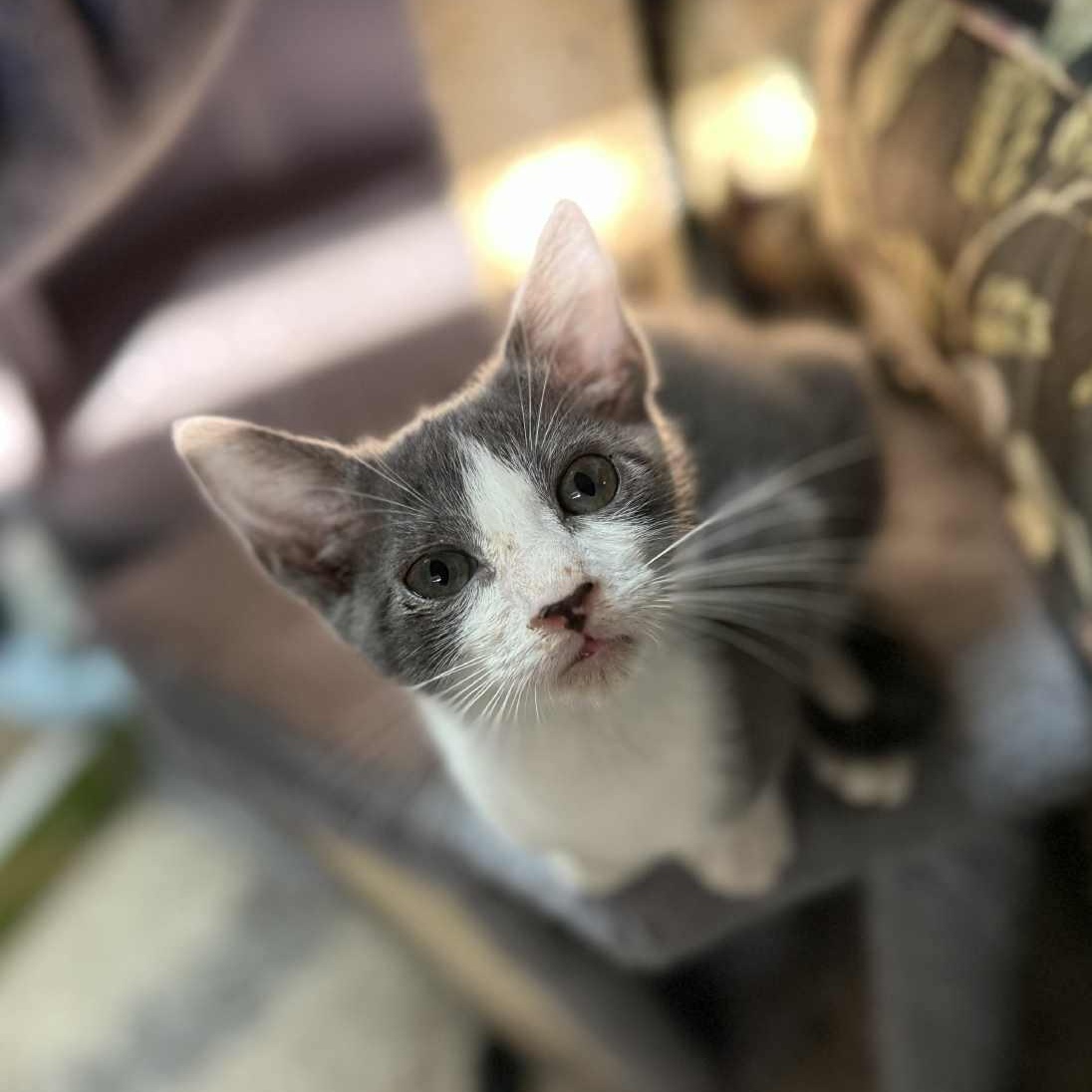 Orca, a Adoptable Domestic Short Hair in Wilmington, NC image 2/6