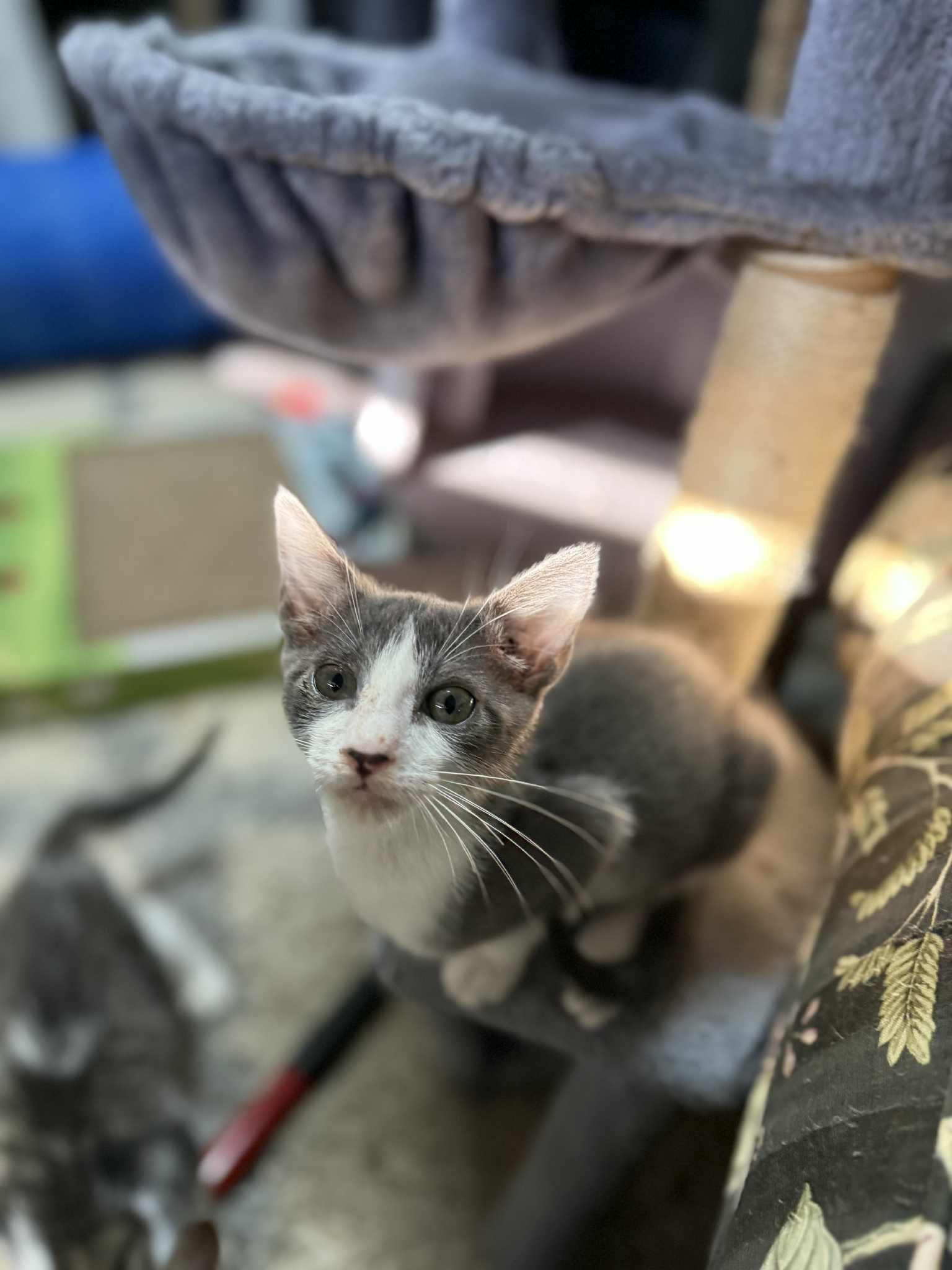 Orca, a Adoptable Domestic Short Hair in Wilmington, NC image 4/6