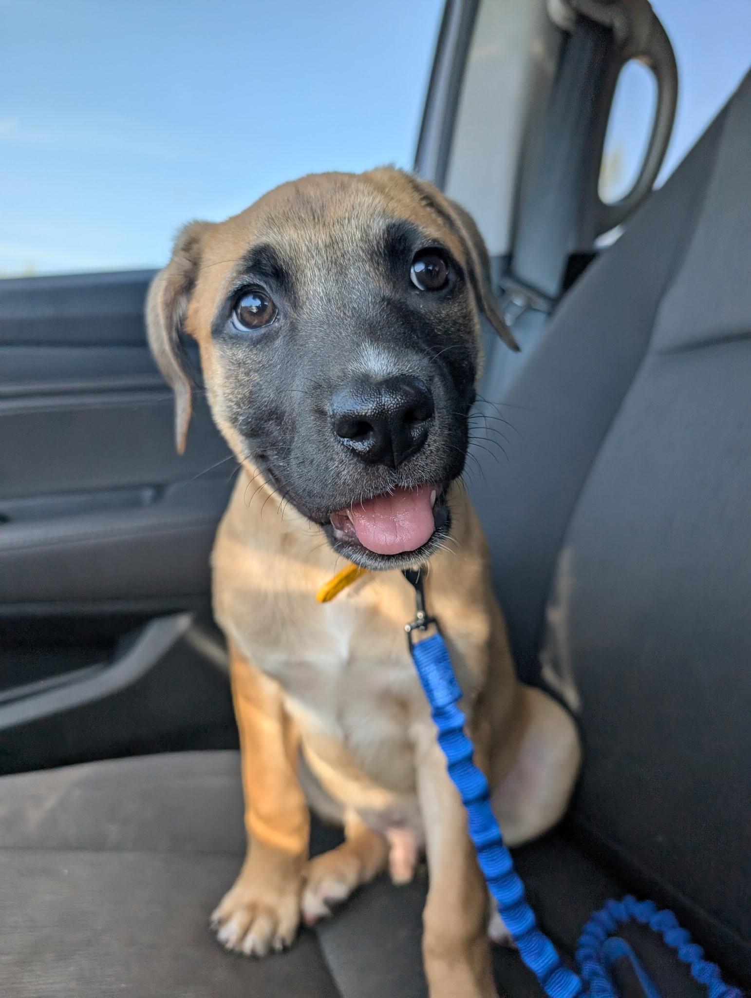 Spur, an adoptable mixed breed in Spring hill, TN image 1/5