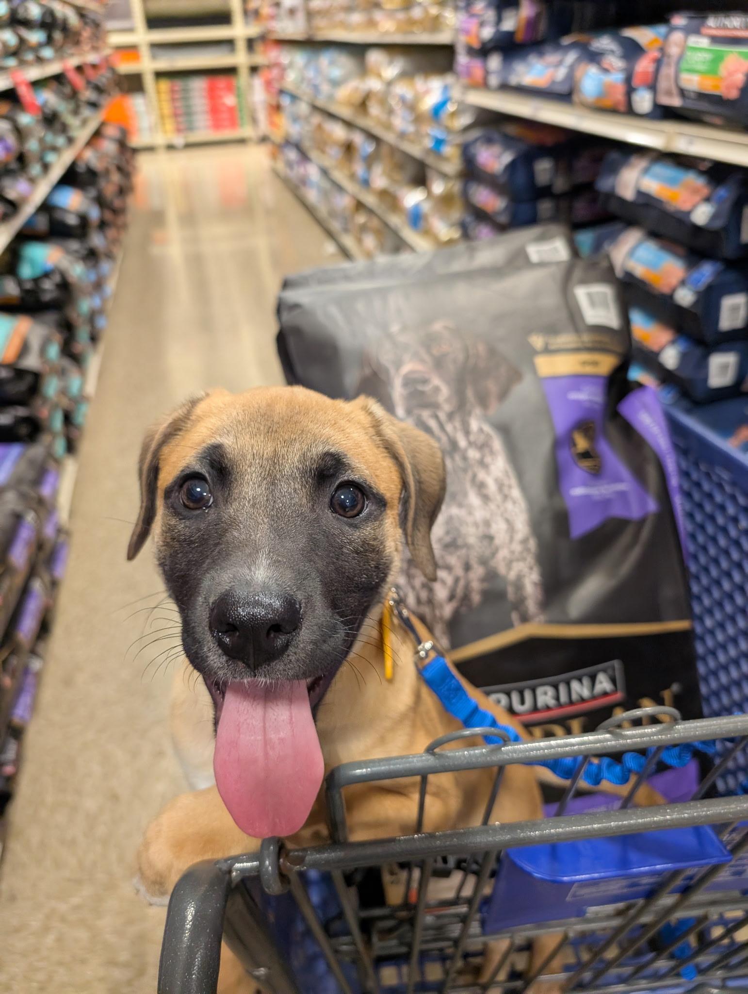 Spur, an adoptable mixed breed in Spring hill, TN image 2/5