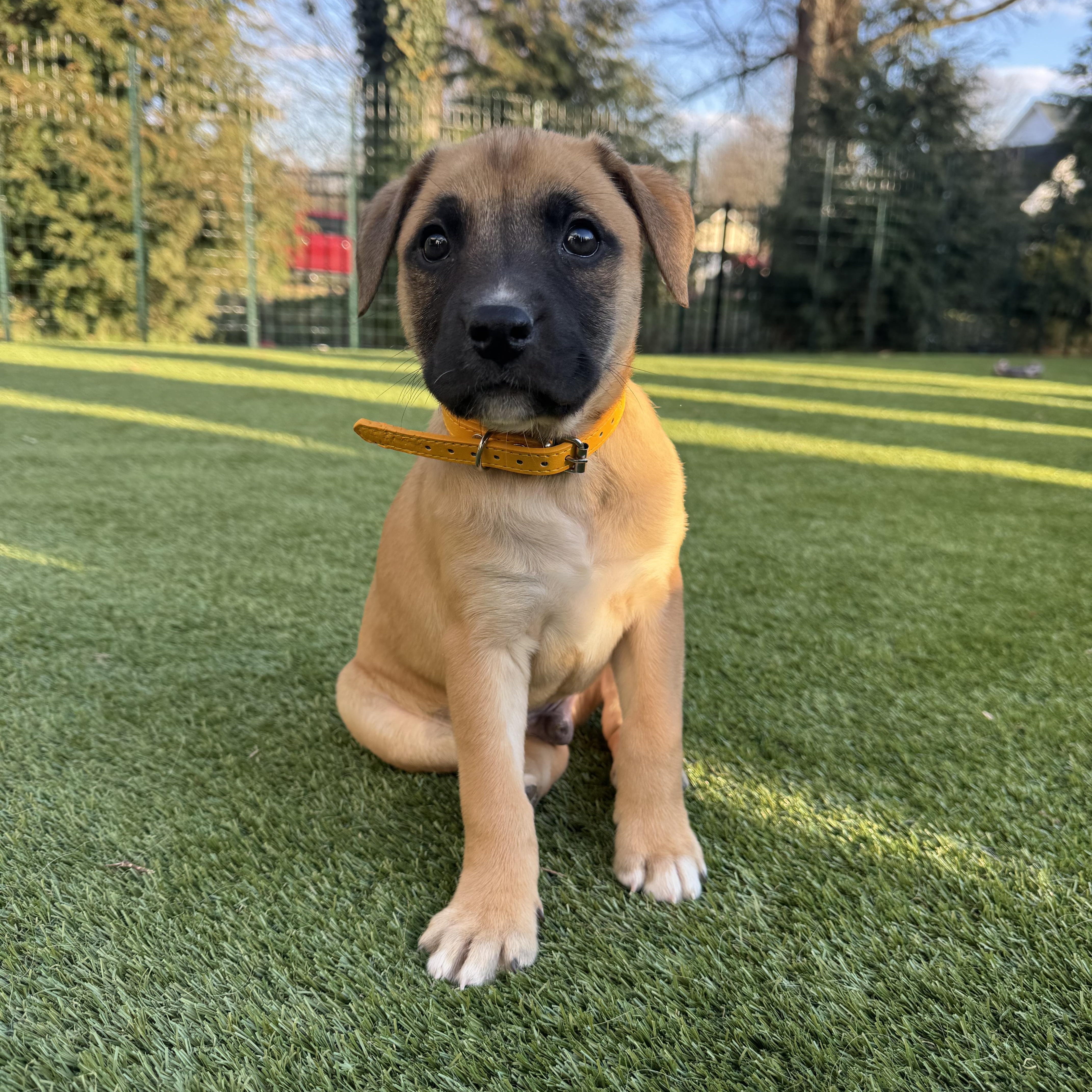 Spur, an adoptable mixed breed in Spring hill, TN image 3/5