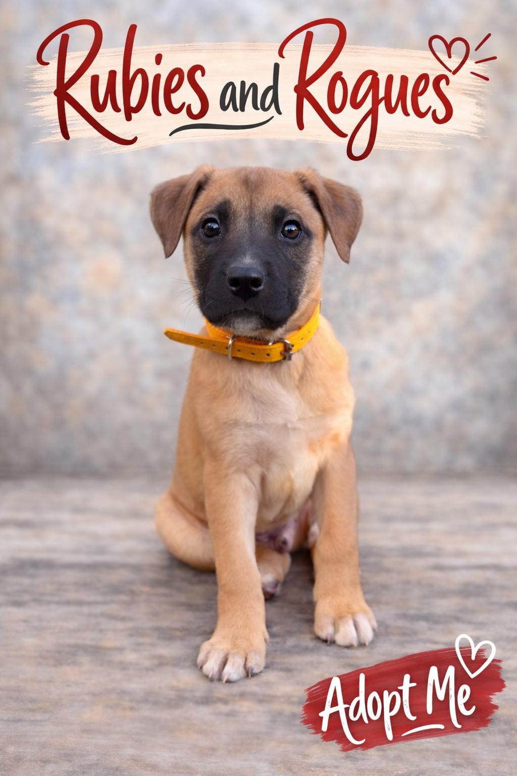 Spur, an adoptable mixed breed in Spring hill, TN image 4/5