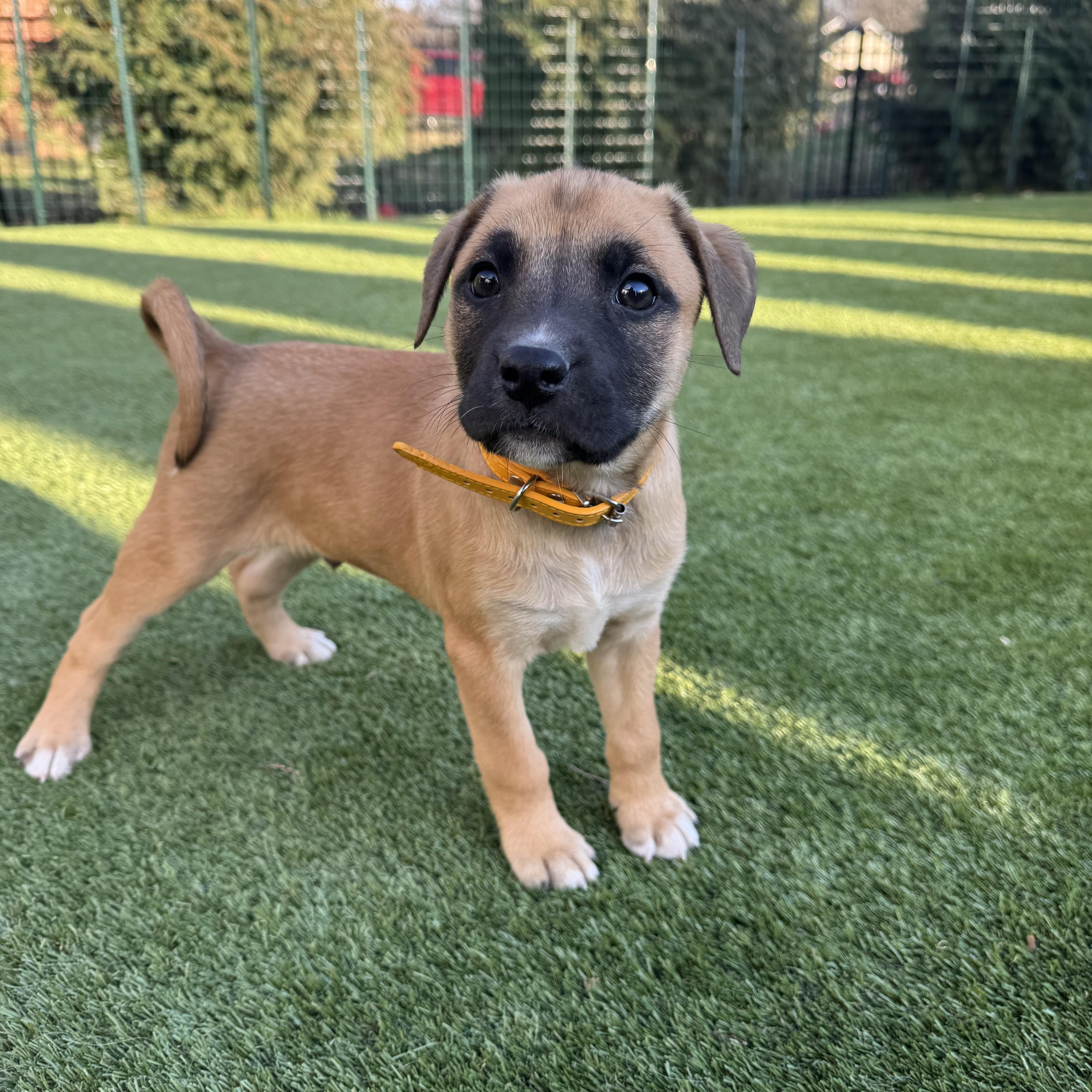 Spur, an adoptable mixed breed in Spring hill, TN image 5/5