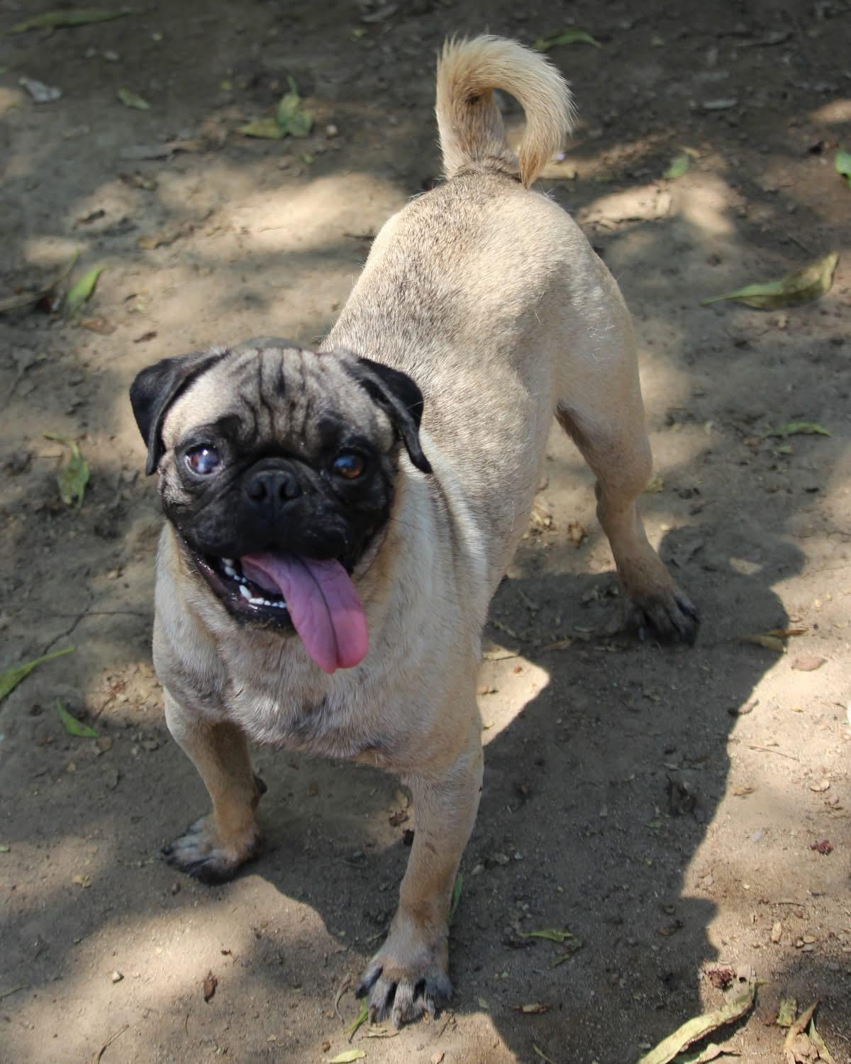 BART THE PUG, Adult Male unknown