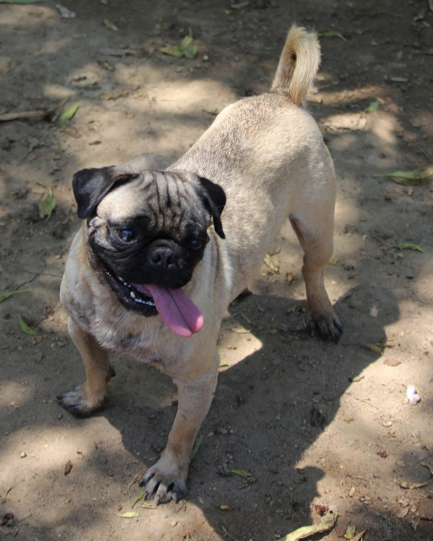 BART THE PUG photo 3