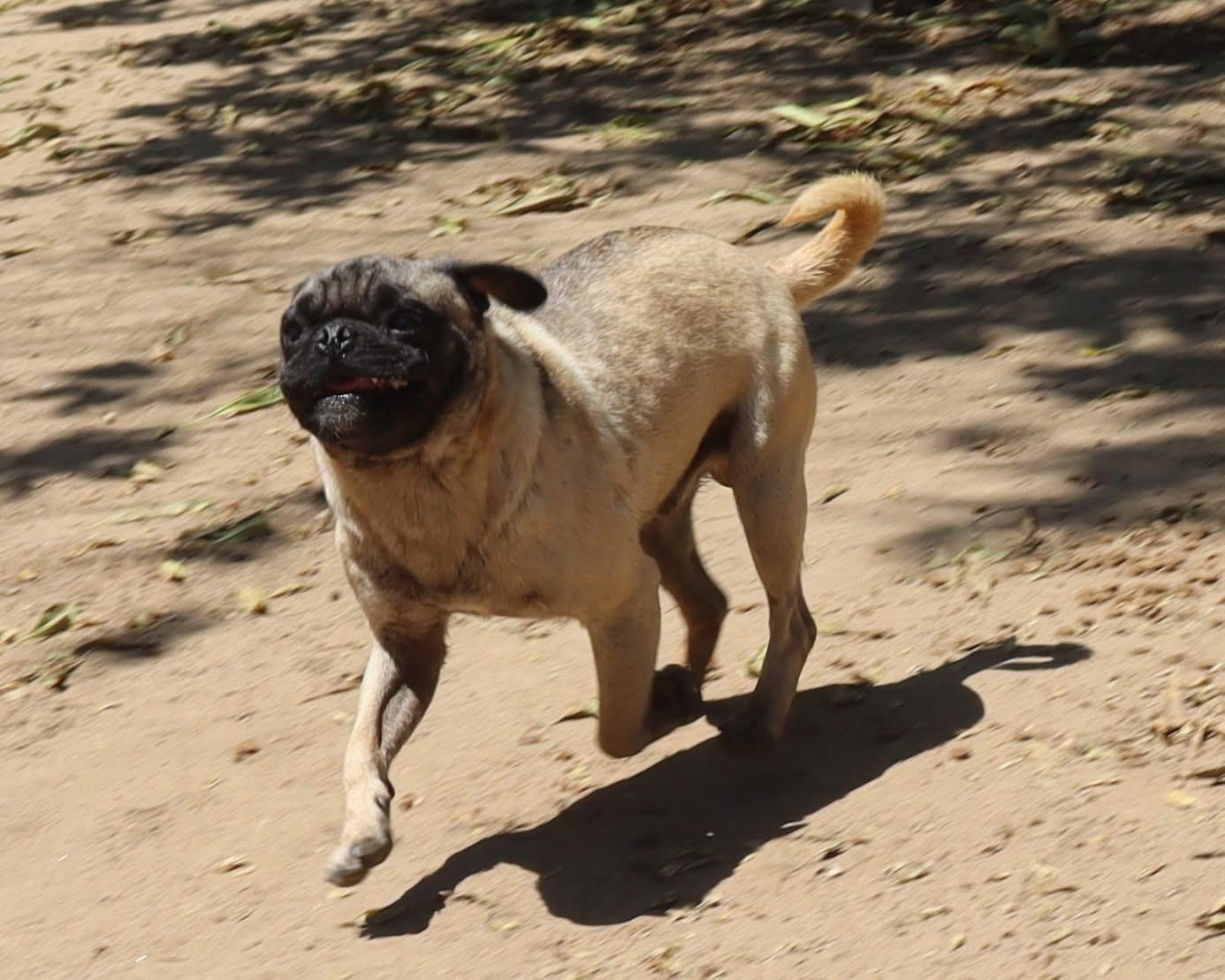BART THE PUG photo 5