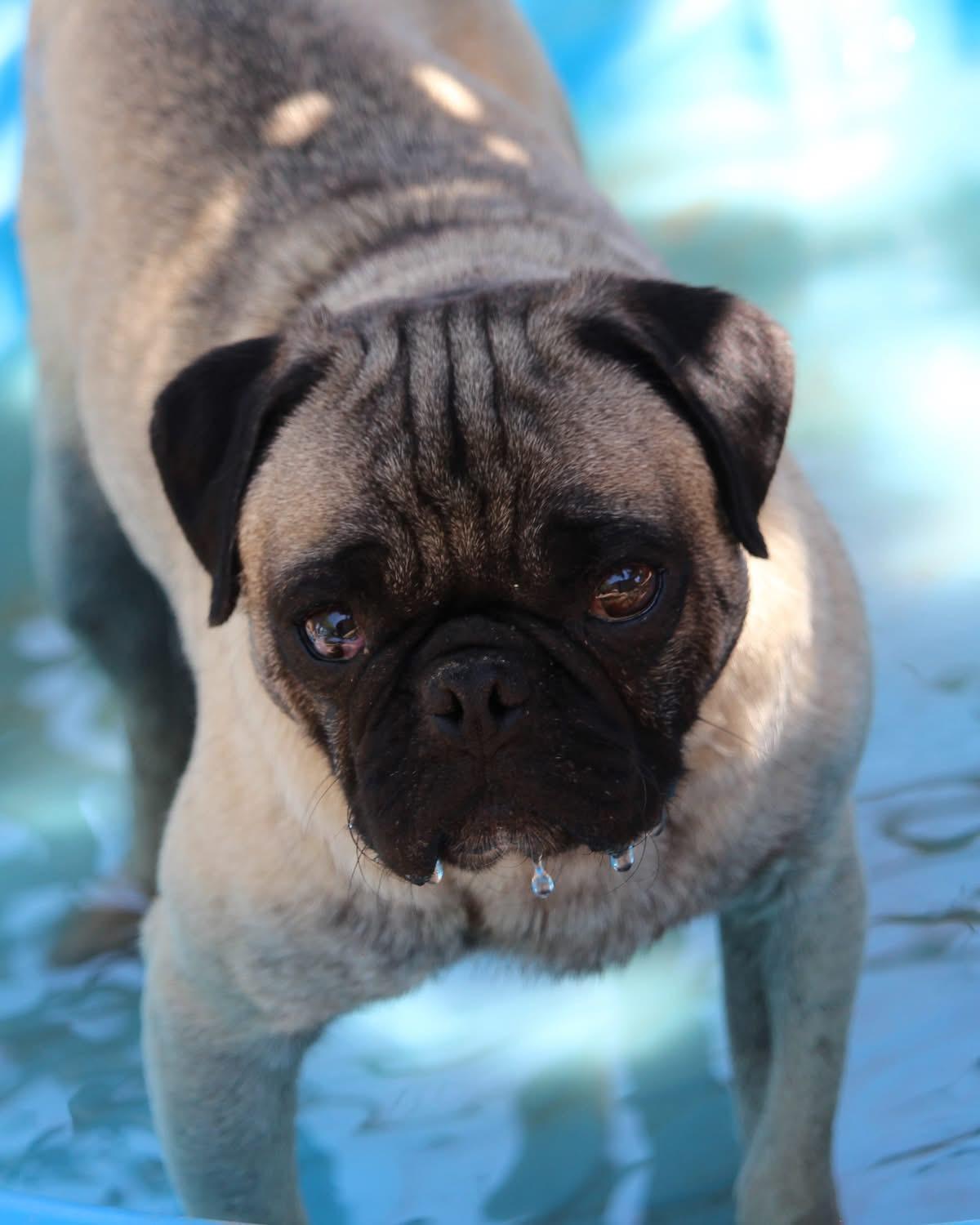 BART THE PUG photo 4