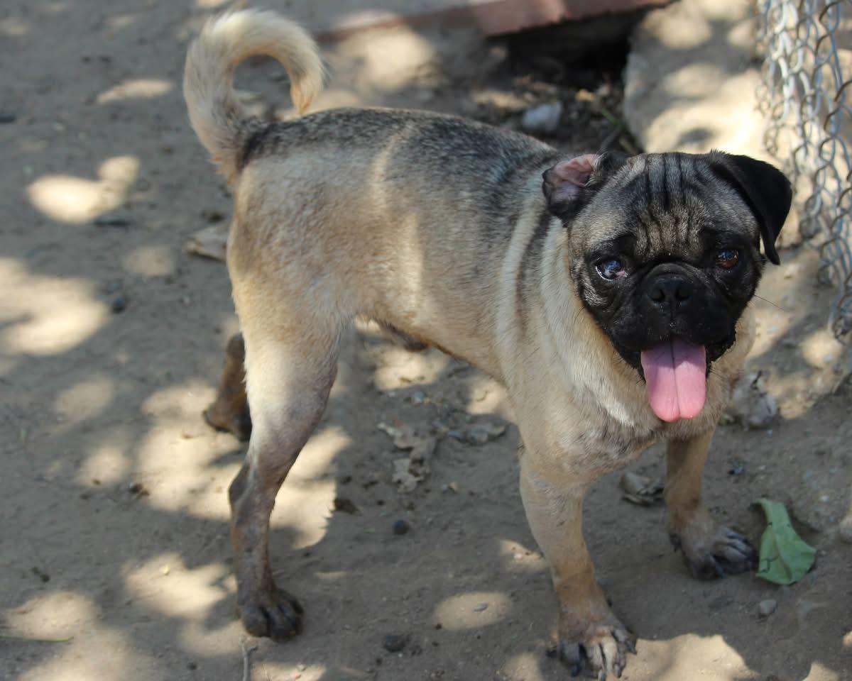 BART THE PUG photo 2