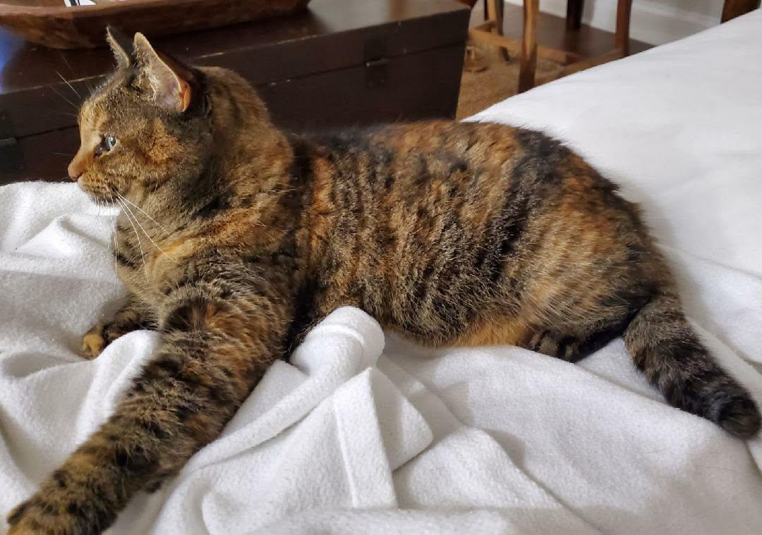 Enlarge Kitty, an adopted mixed breed in Myrtle Beach, SC image 2/2