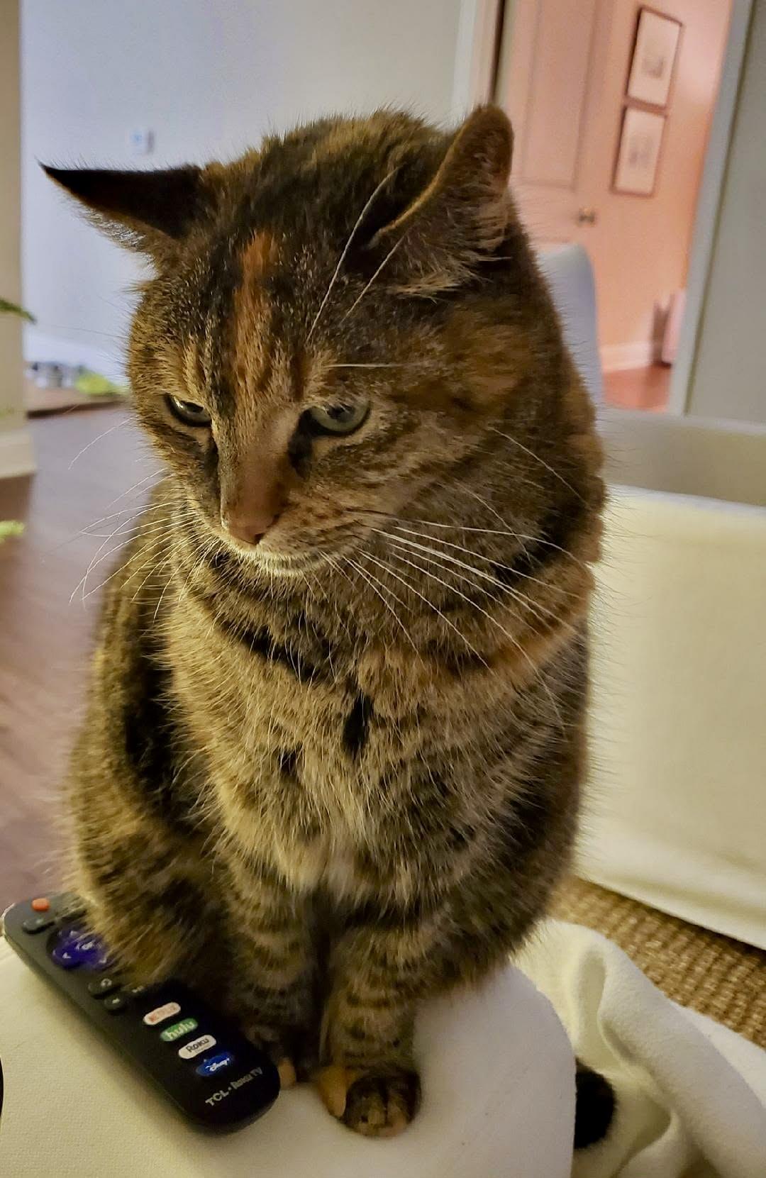 Enlarge Kitty, an adopted mixed breed in Myrtle Beach, SC image 1/2