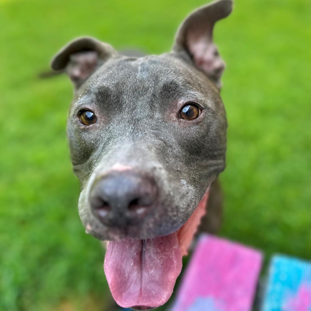 Enlarge Rico, a Adoptable Mixed Breed in Fredericksburg, VA image 1/6