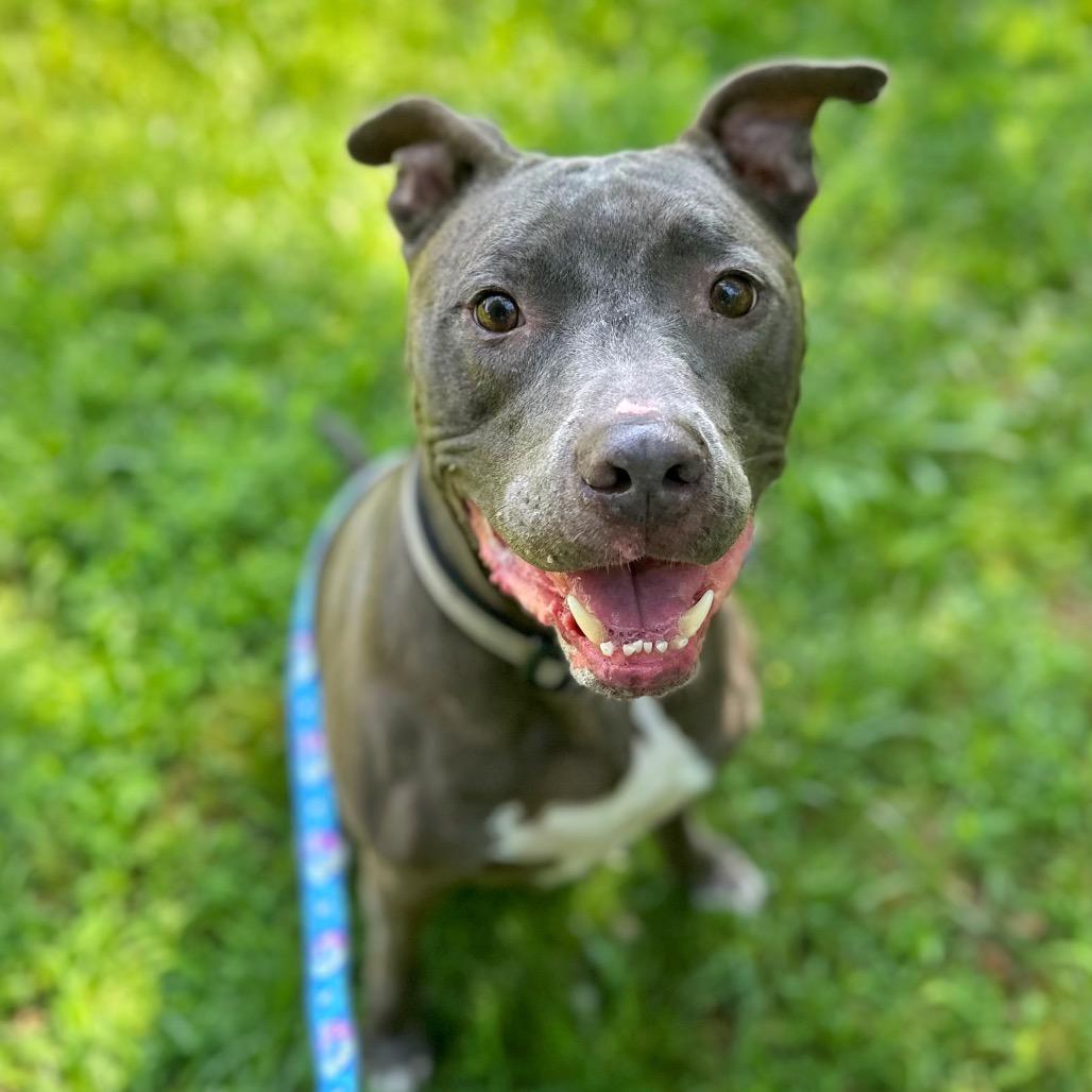 Enlarge Rico, a Adoptable Mixed Breed in Fredericksburg, VA image 2/6