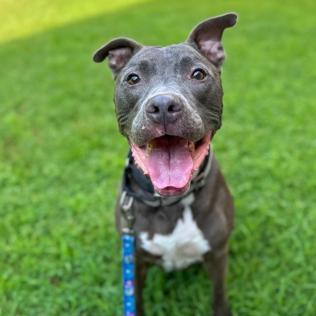Enlarge Rico, a Adoptable Mixed Breed in Fredericksburg, VA image 3/6