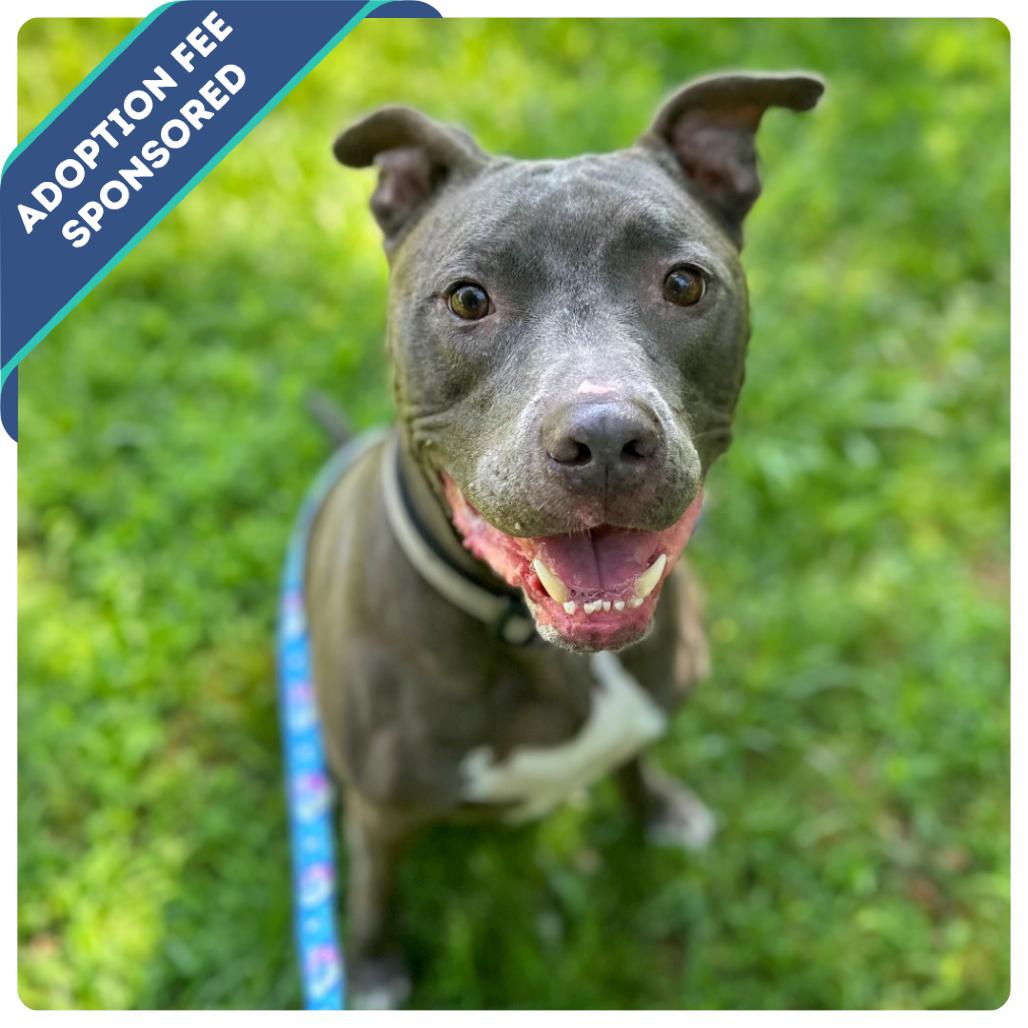 Enlarge Rico, a Adoptable Mixed Breed in Fredericksburg, VA image 4/6