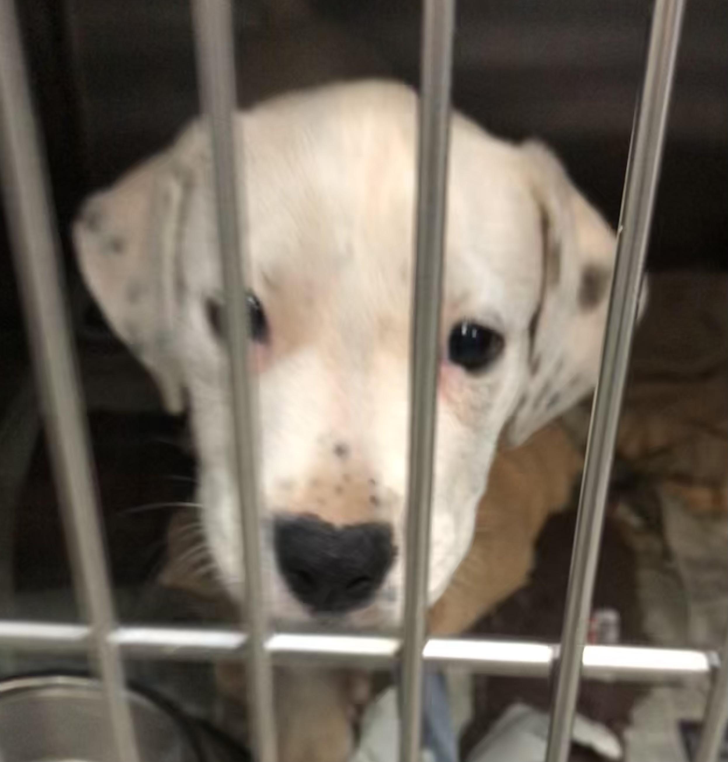 Bianca, adoptable, Puppy Female Labrador Retriever & Bulldog.