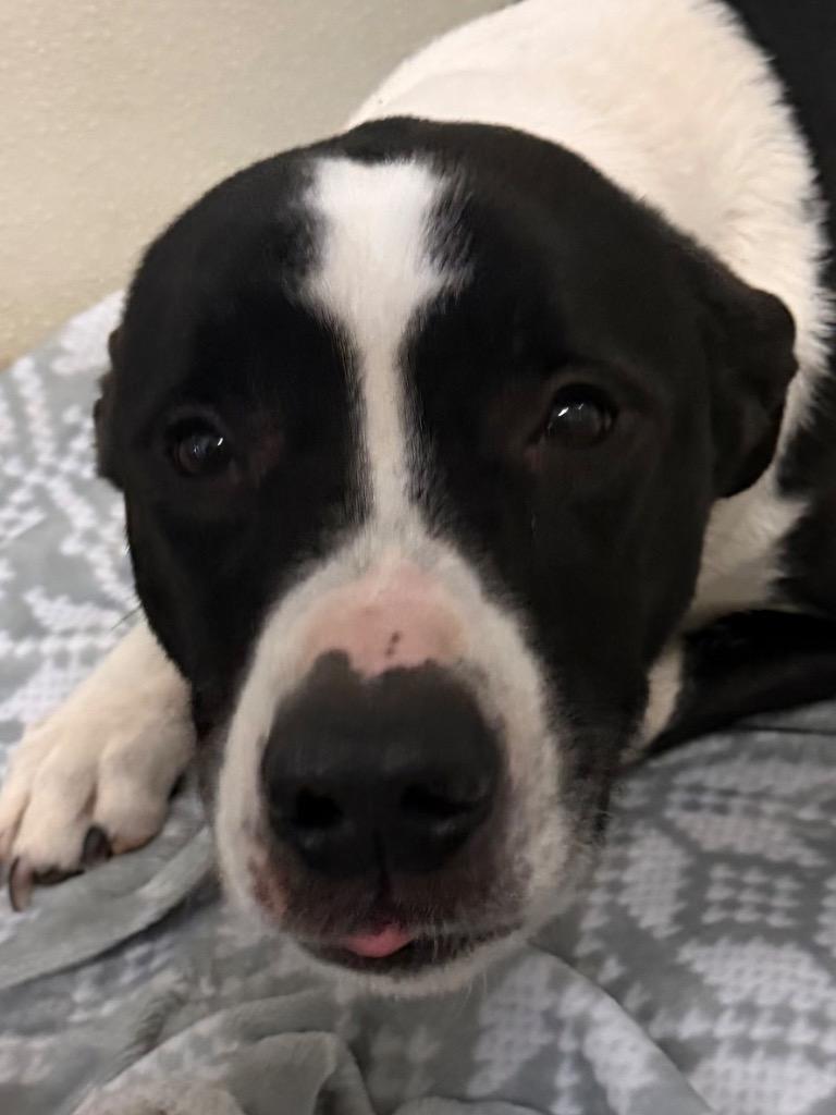 Enlarge Pablo, an adopted Mixed Breed in Columbus, NE image 2/2