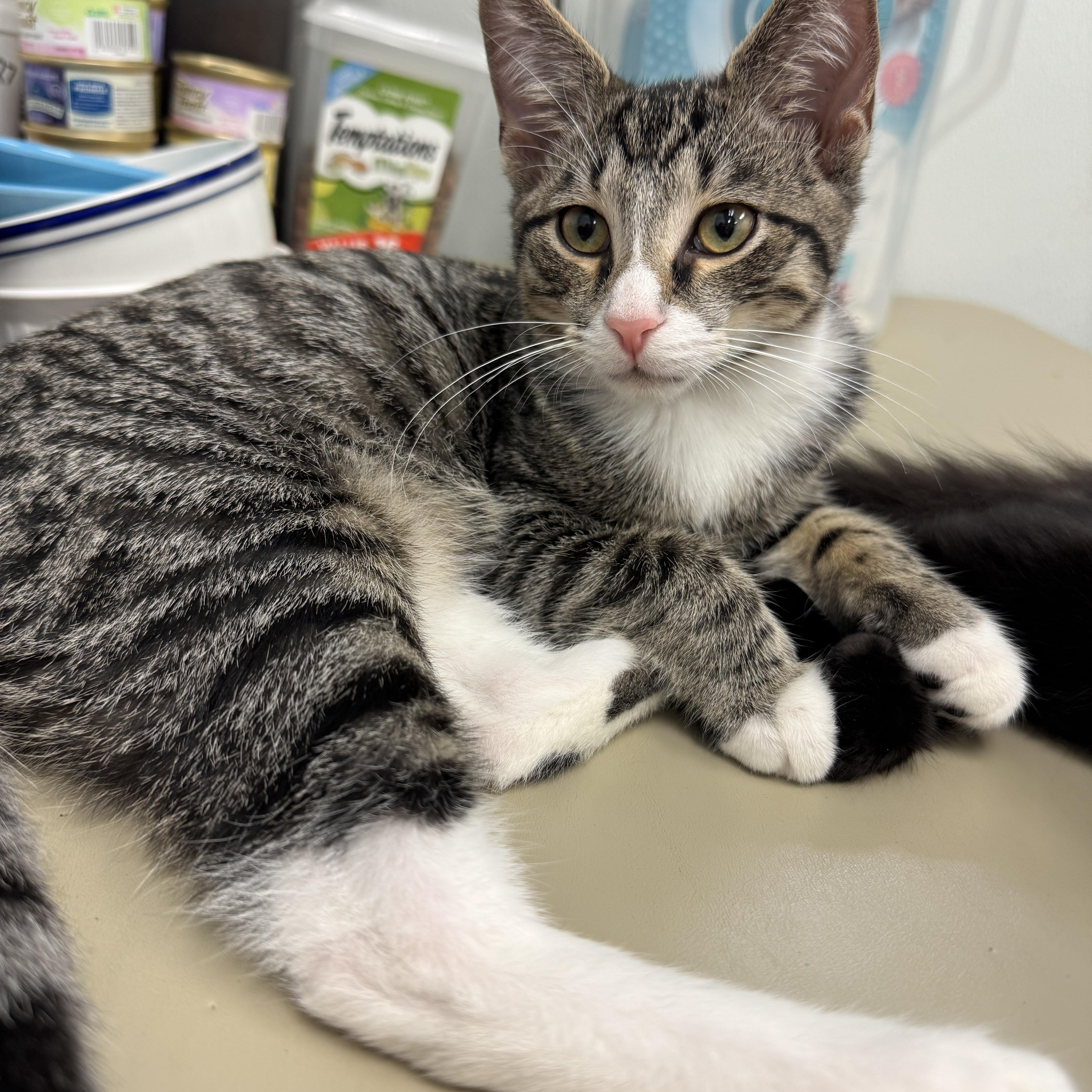 Enlarge General Tso & Miso, a ADOPTABLE Domestic Short Hair in Crystal Lake, IL image 3/5