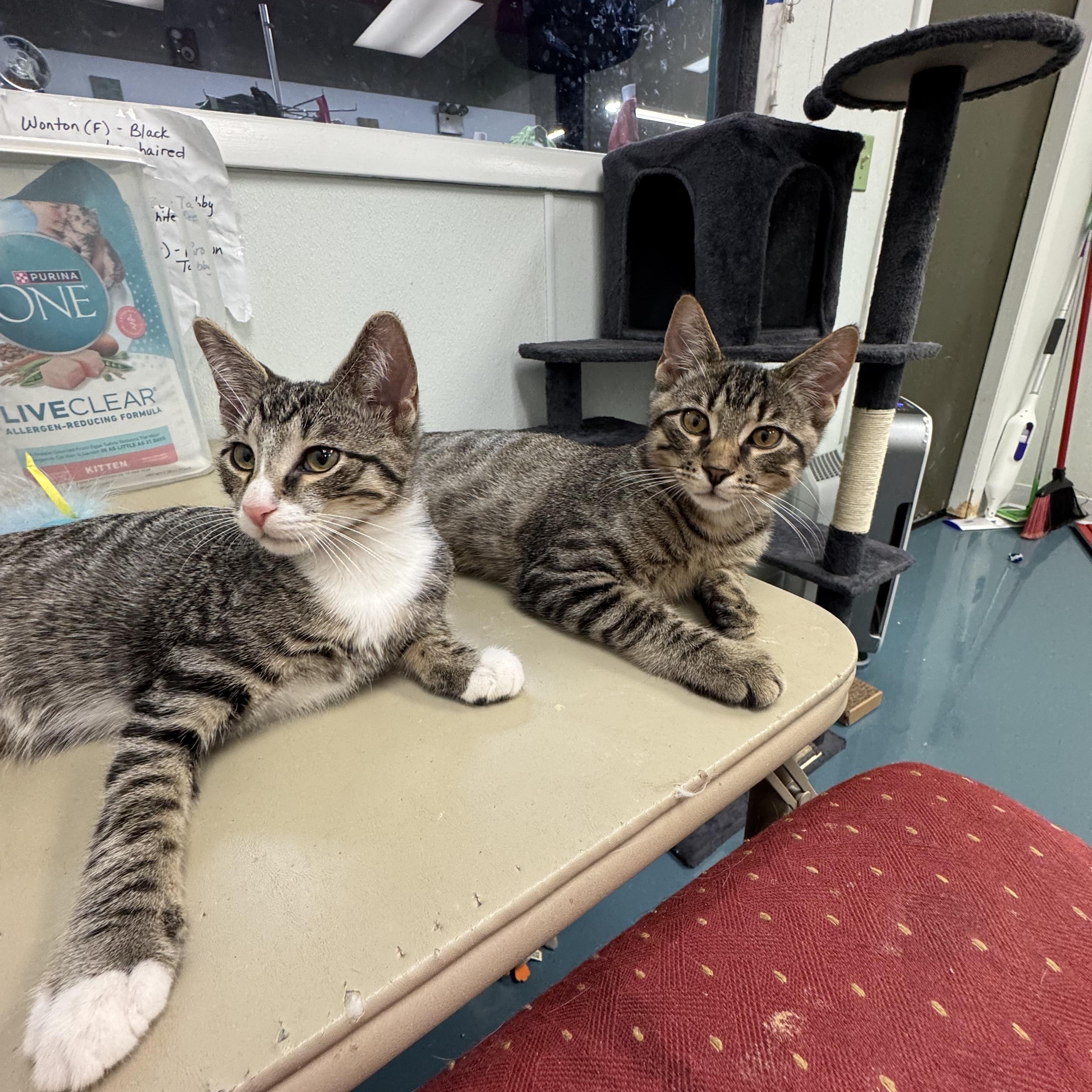 Enlarge General Tso & Miso, a ADOPTABLE Domestic Short Hair in Crystal Lake, IL image 5/5