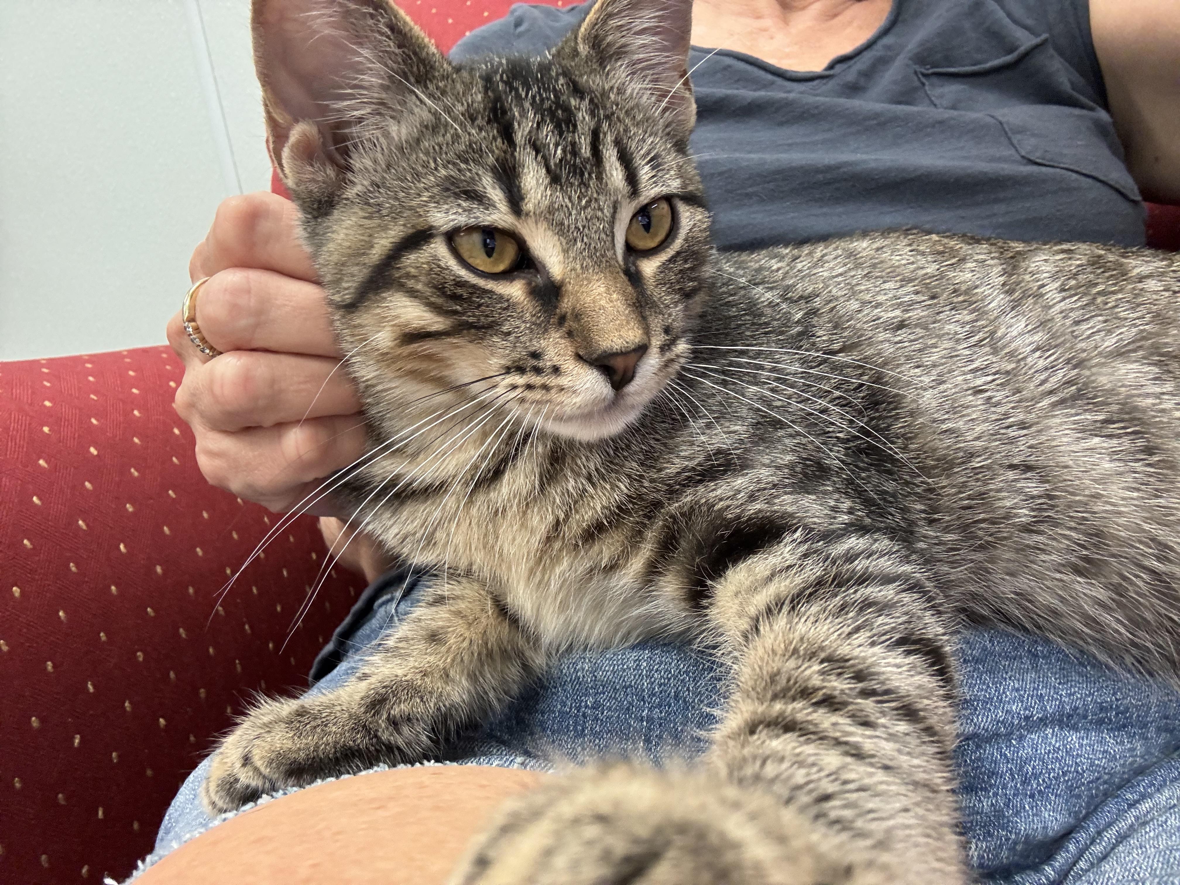 Enlarge General Tso & Miso, a ADOPTABLE Domestic Short Hair in Crystal Lake, IL image 4/5