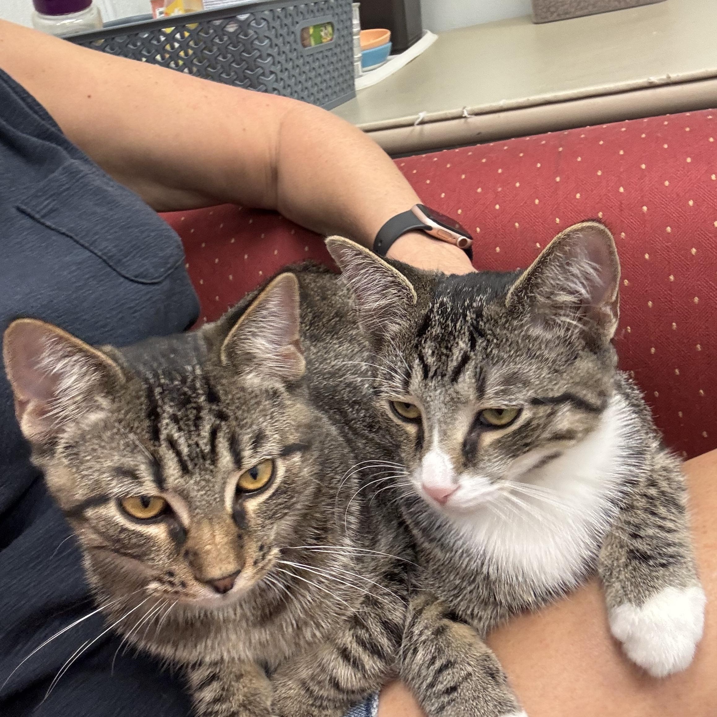 Enlarge General Tso & Miso, a ADOPTABLE Domestic Short Hair in Crystal Lake, IL image 1/5