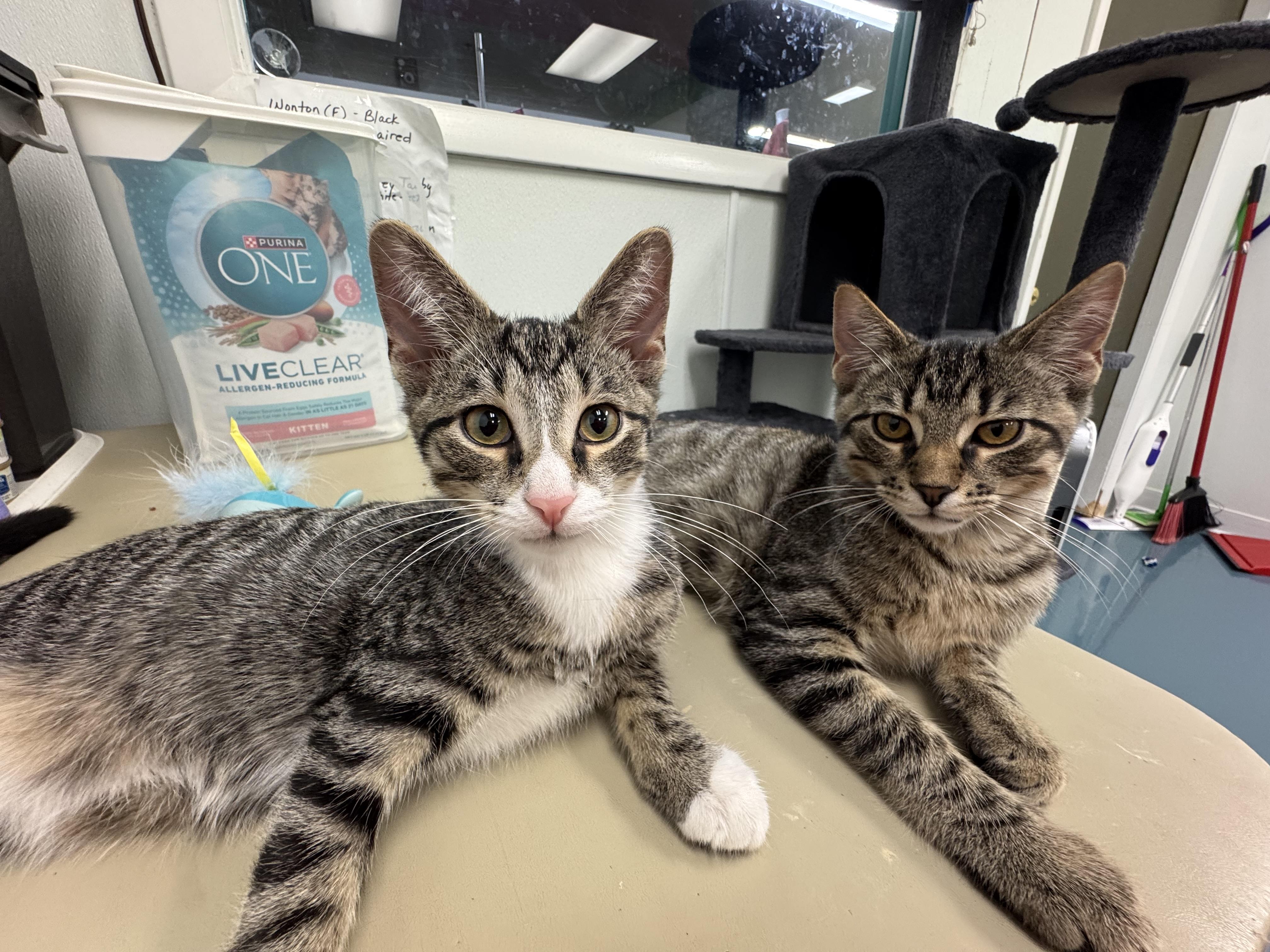 Enlarge General Tso & Miso, a ADOPTABLE Domestic Short Hair in Crystal Lake, IL image 2/5