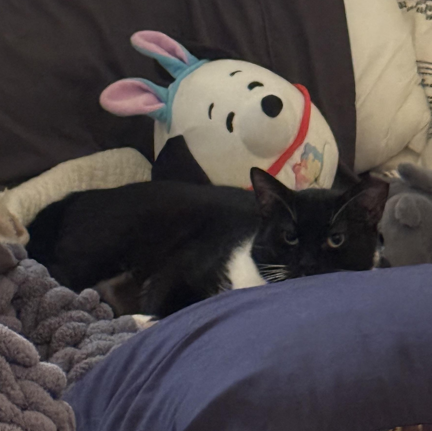 Enlarge Dorian, a Adoptable Domestic Short Hair in Tampa, FL image 2/4